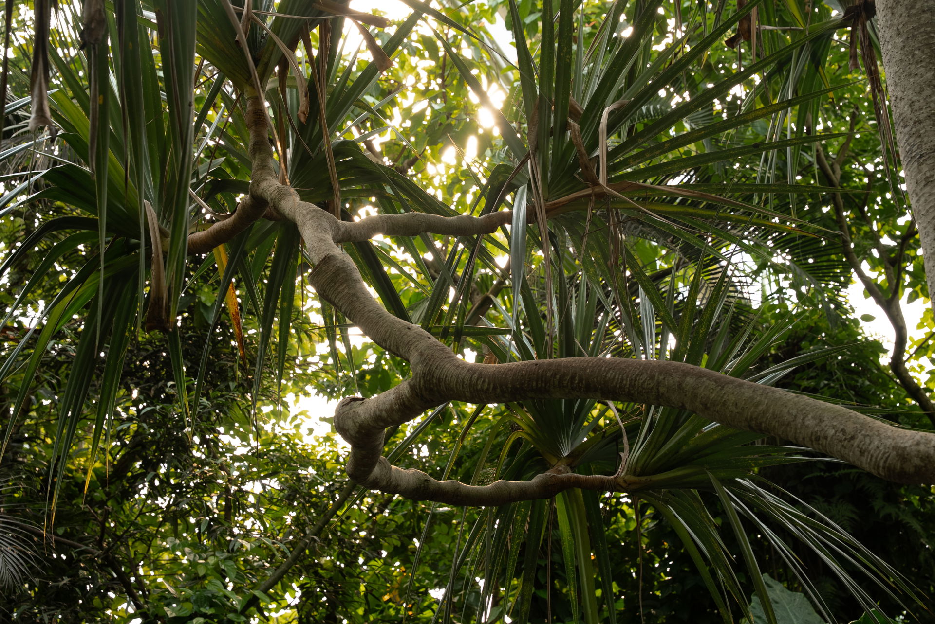 Pflanzen im Masoala Regenwald des Zoo Zürich.