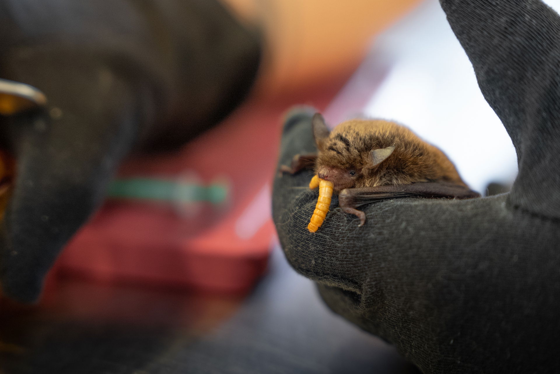 Zwergfledermaus (Pipistrellus pipistrellus) bei der Fütterung in der Fledermaus-Notpflegestation.