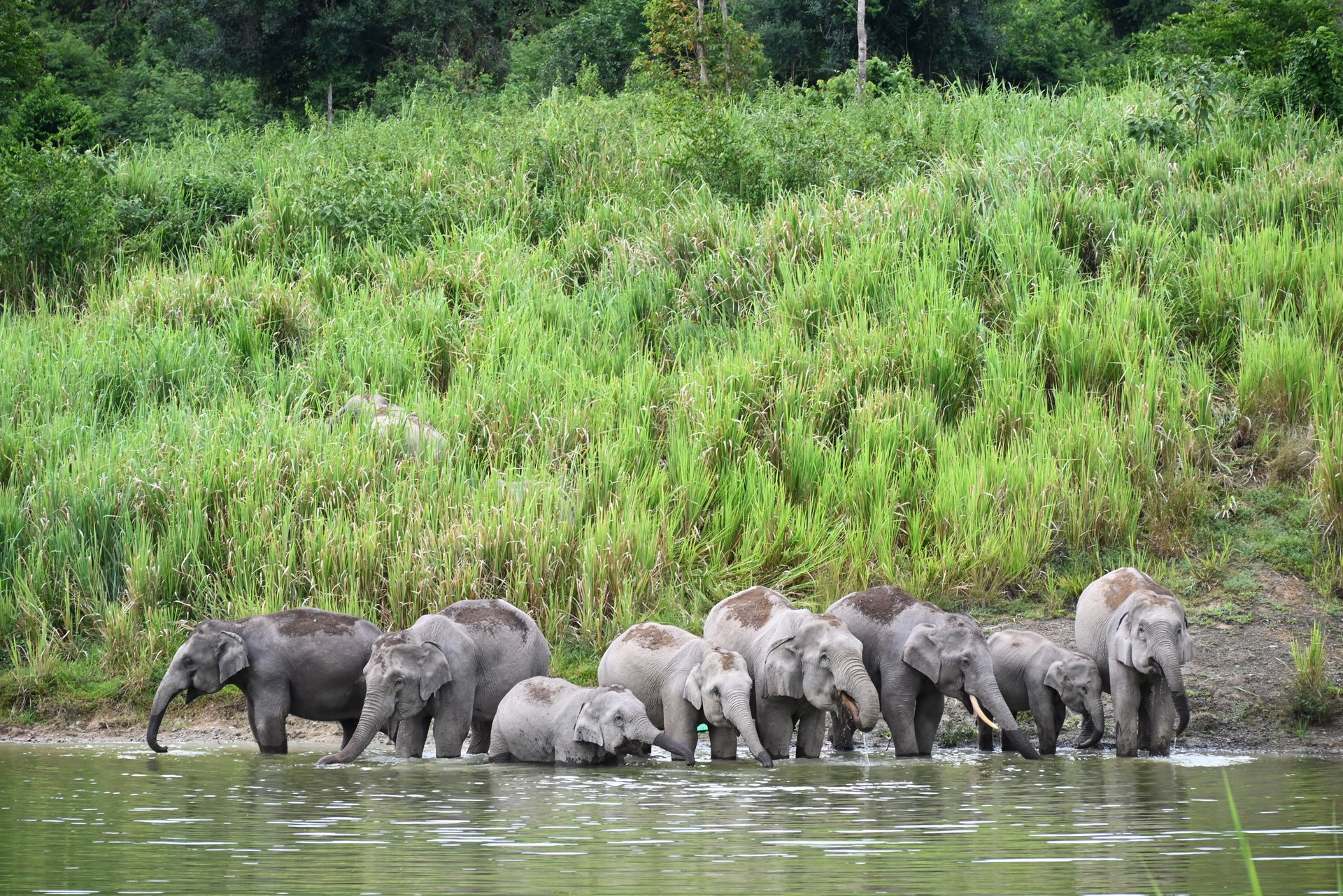 Asiatische Elefanten im Kaeng Krachan Nationalpark in Thailand.