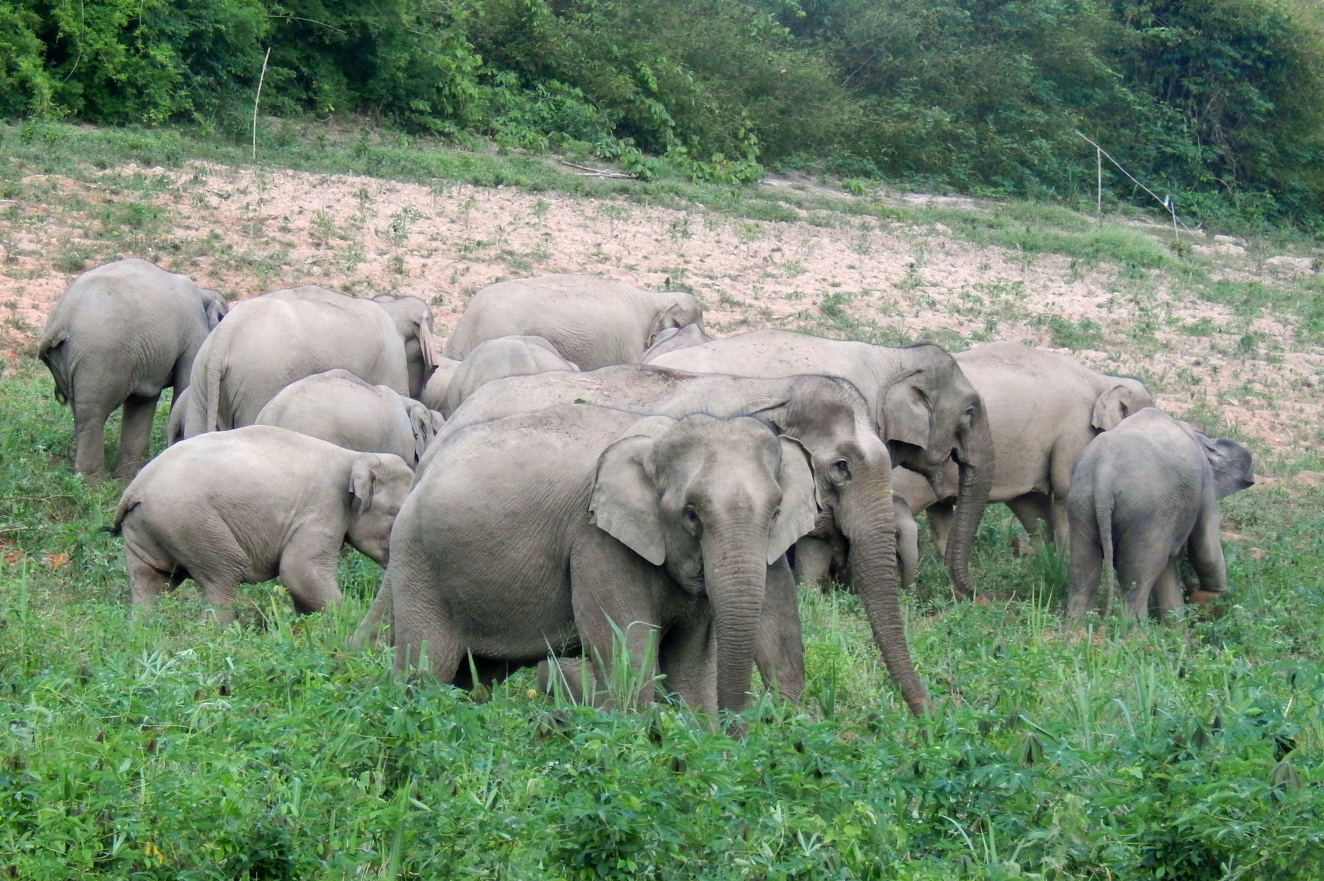 Elefanten im Kaeng Krachan Nationalpark in Thailand.