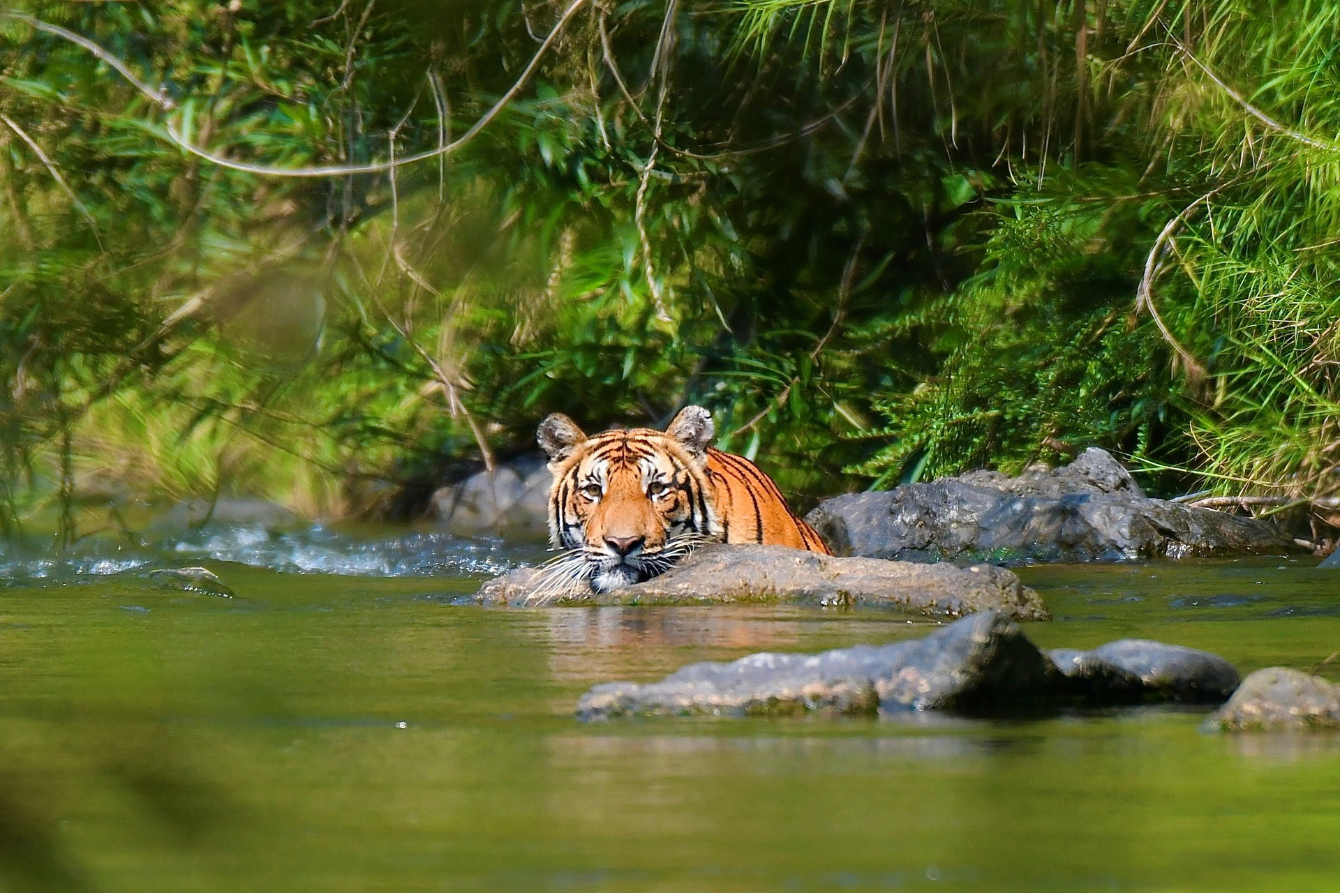 Indochinesischer Tiger (Panthera tigris corbetti) im Kaeng Krachan Nationalpark in Thailand.