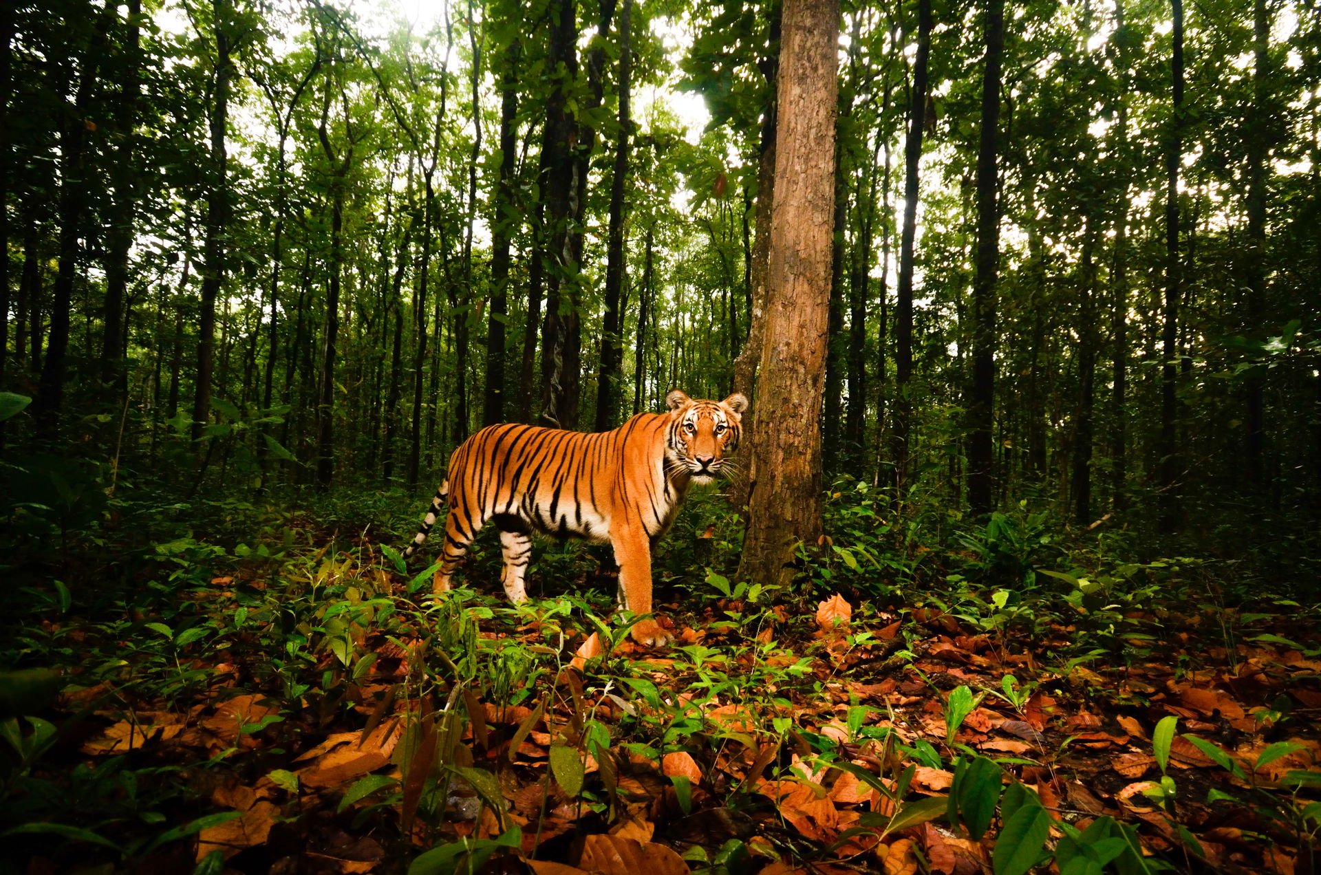 Amurtiger im Kaeng Krachan Nationalpark in Thailand.