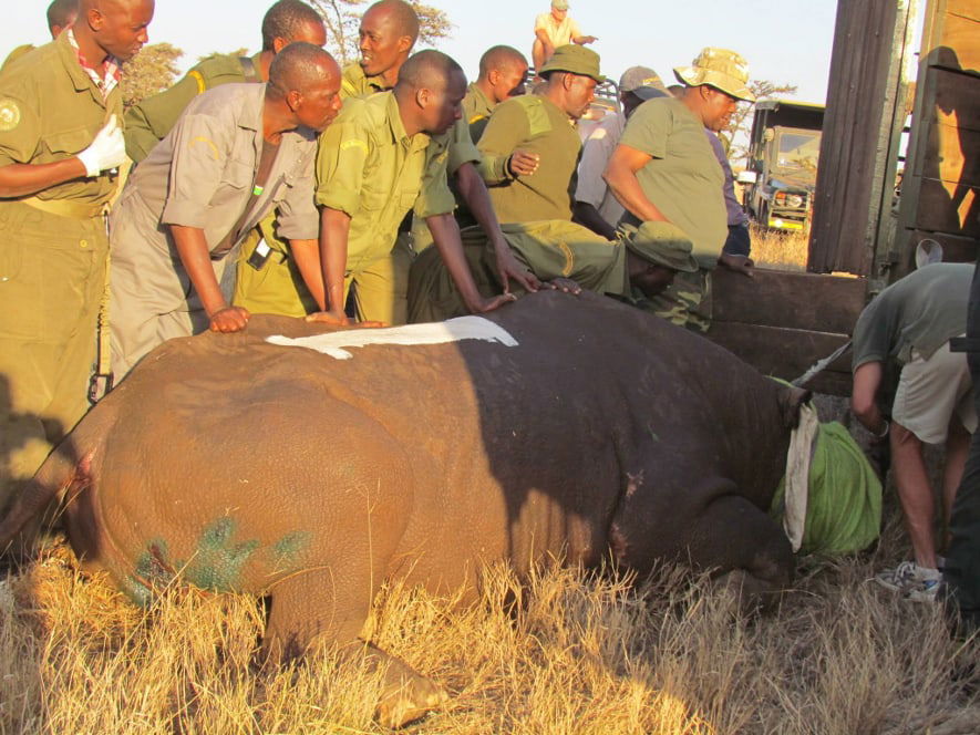 Nashornumsiedlung im Lewa Wildlife Conservancy in Lewa.