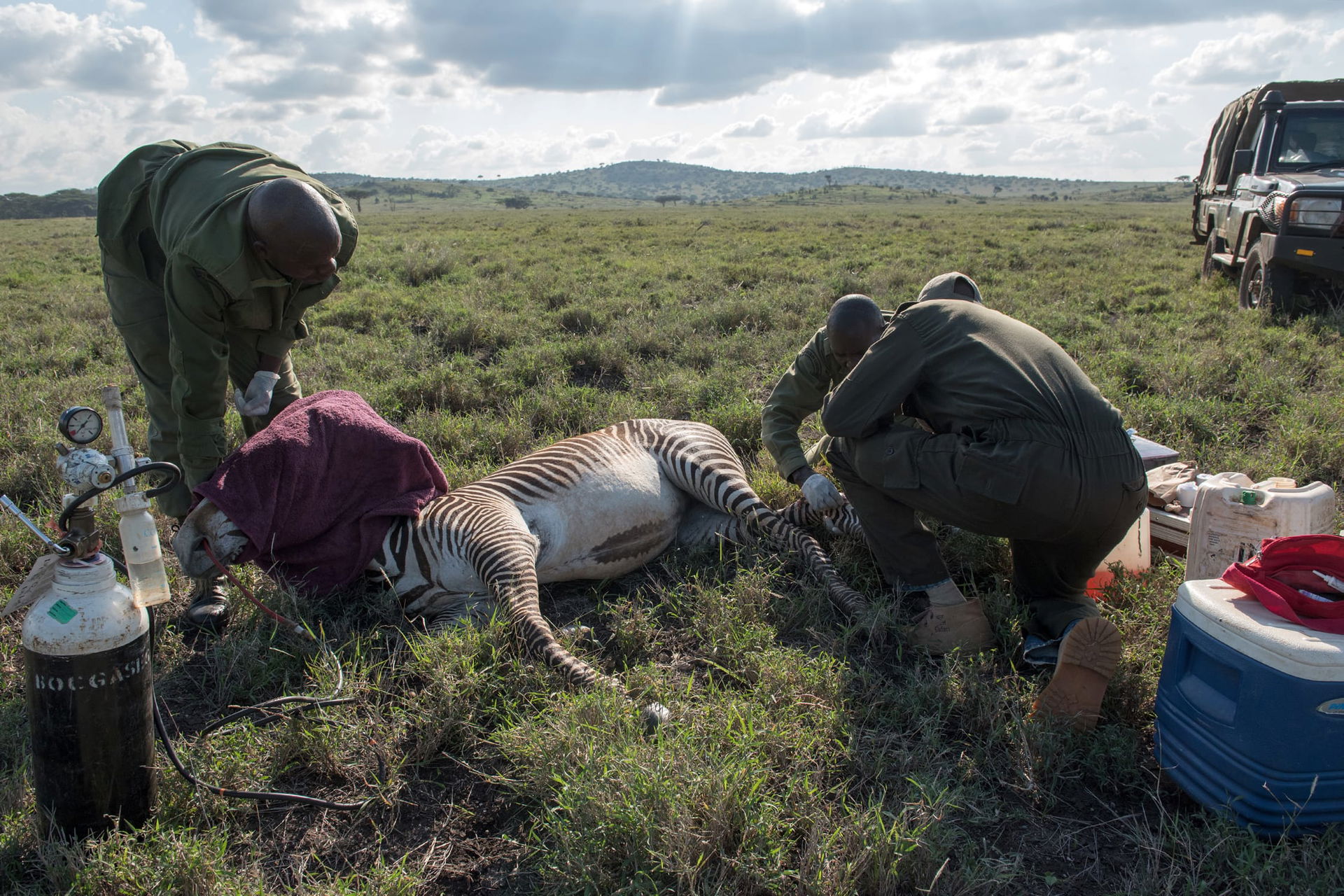 Tierarzt Matthew Mutinda verarztet im Lewa Wildlife Conservancy in Kenia ein Grevyzebra.