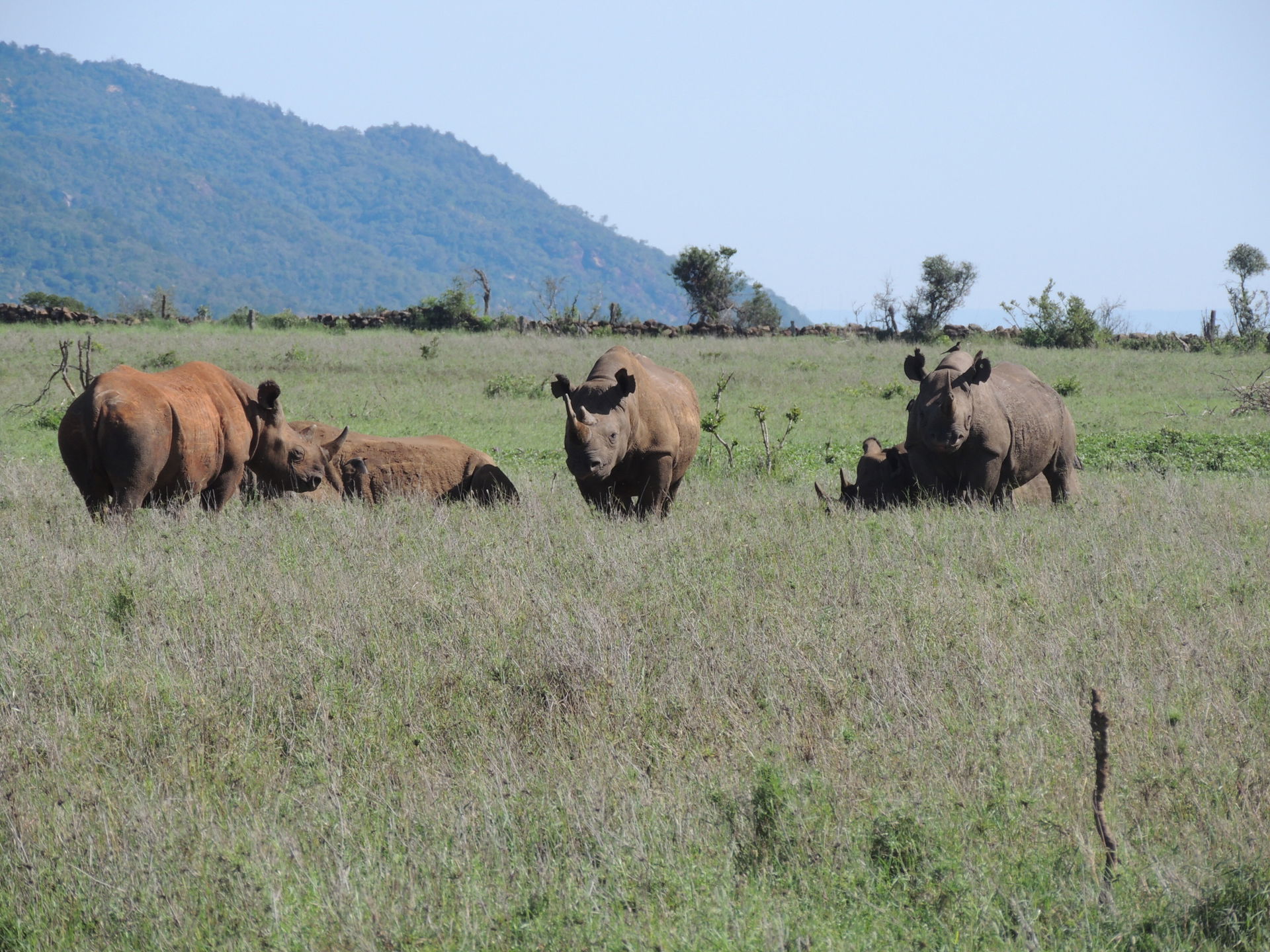 Spitzmaulnashörner im Lewa Wildlife Conservancy in Kenia.