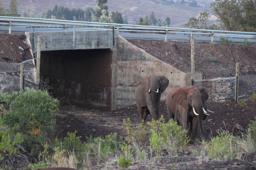 Eine Unterführung schleust wilde Elefanten auf ihrer Wanderung zwischen Mount-Kenya-Nationalpark und Lewa Wildlife Conservancy sicher unter der Nationalstrasse durch.