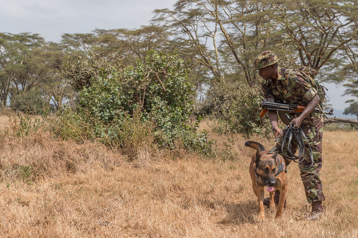 Spürhund der Antiwilderei-Einheit im Lewa Wildlife Conservancy in Kenia.