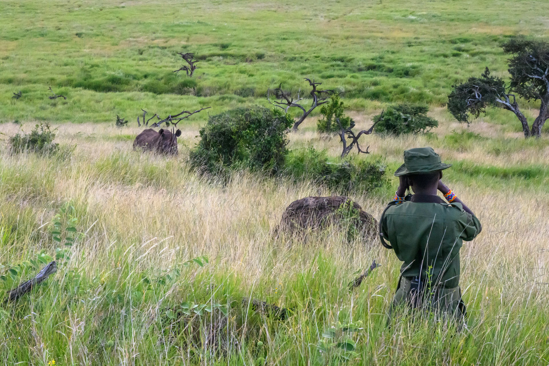 Spitzmaulnashorn im Lewa Wildlife Conservancy in Kenia.