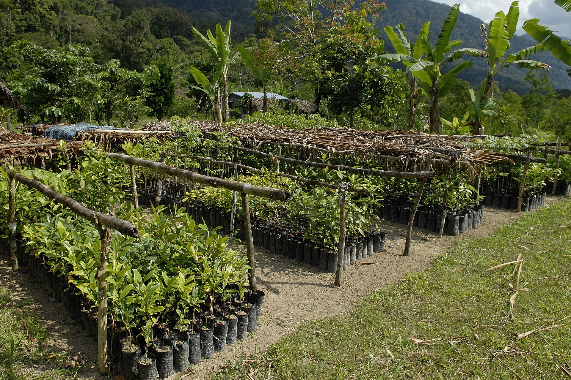 Baumschule zur Aufforstung im Korridor Region Ambatolaidama und Ilampy auf Madagaskar.
