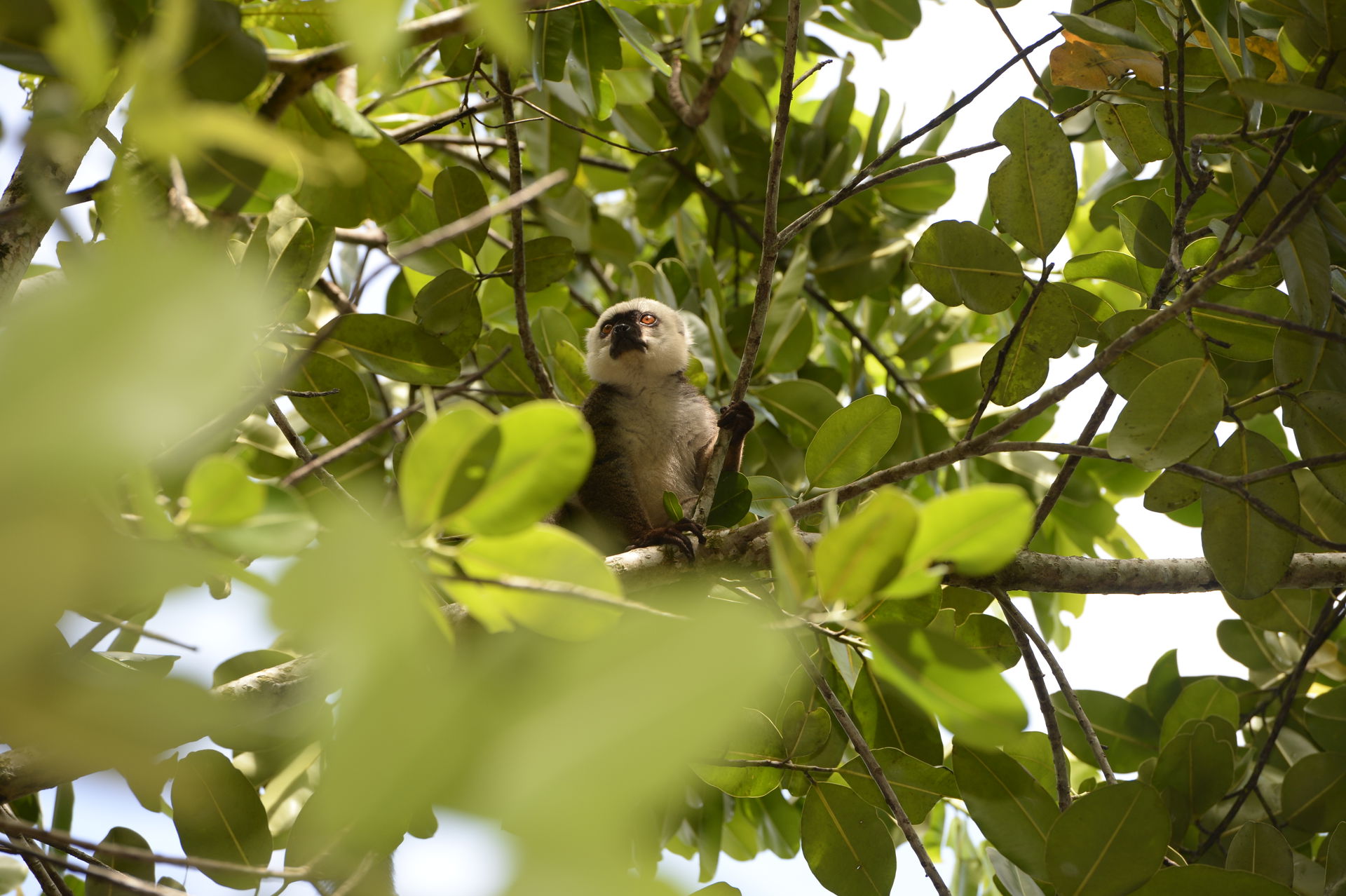 Weisskopfmaki (Eulemur albifrons) im Masoala Nationalpark.