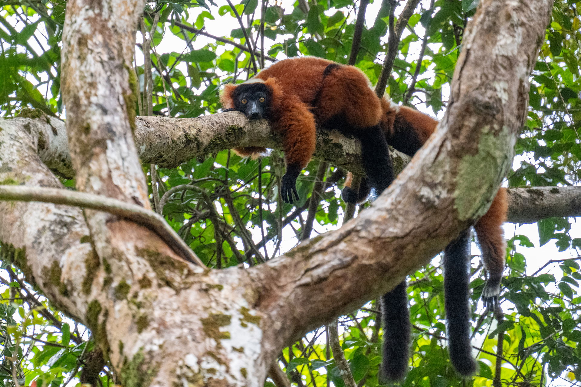 Roter Vari (Varecia rubra) im Makira-Naturpark auf Madagaskar.