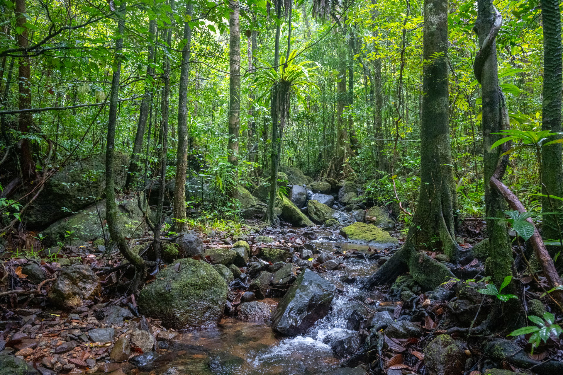 Aufnahme aus dem Masoala Nationalpark auf Madagaskar; Naturschutzprojekt Masoala des Zoo Zürich.