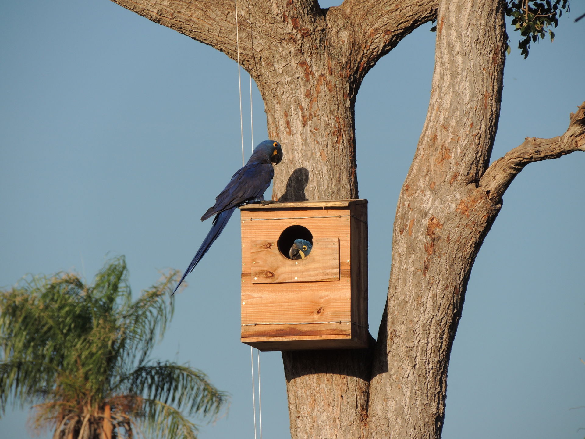 Hyazintharas (Anodorhynchus hyacinthinus) in und auf einem Nistkasten im brasilianischen Pantanal. Ein Projekt des Instituto Arara Azul in Kooperation mit WCS Brasilien.