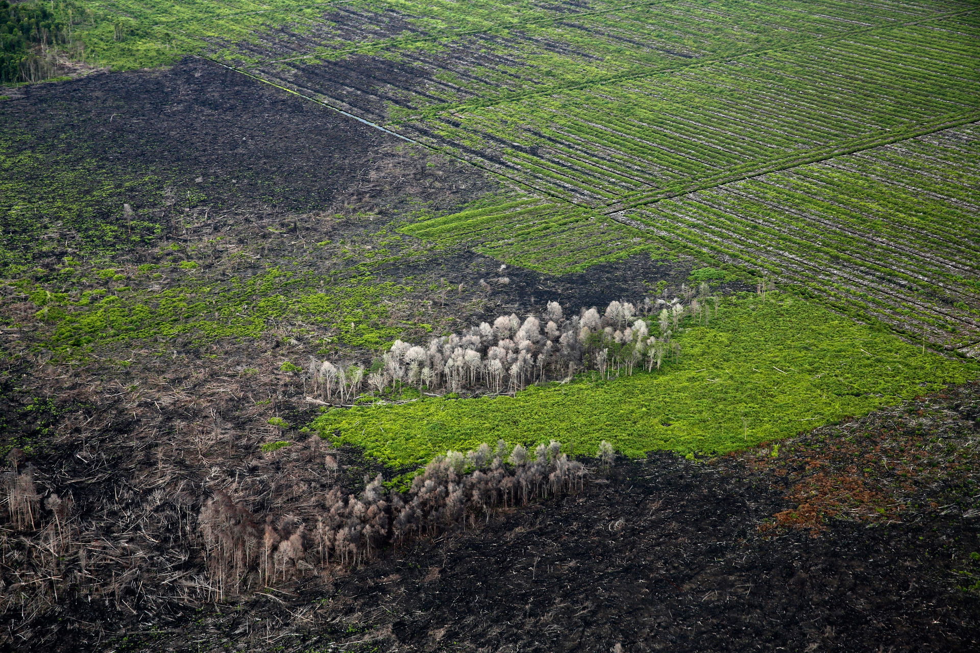 Bild einer illegalen Brandrodung für Palmöl in Indonesien. Foto: Stiftung Paneco, Carsten Stormer