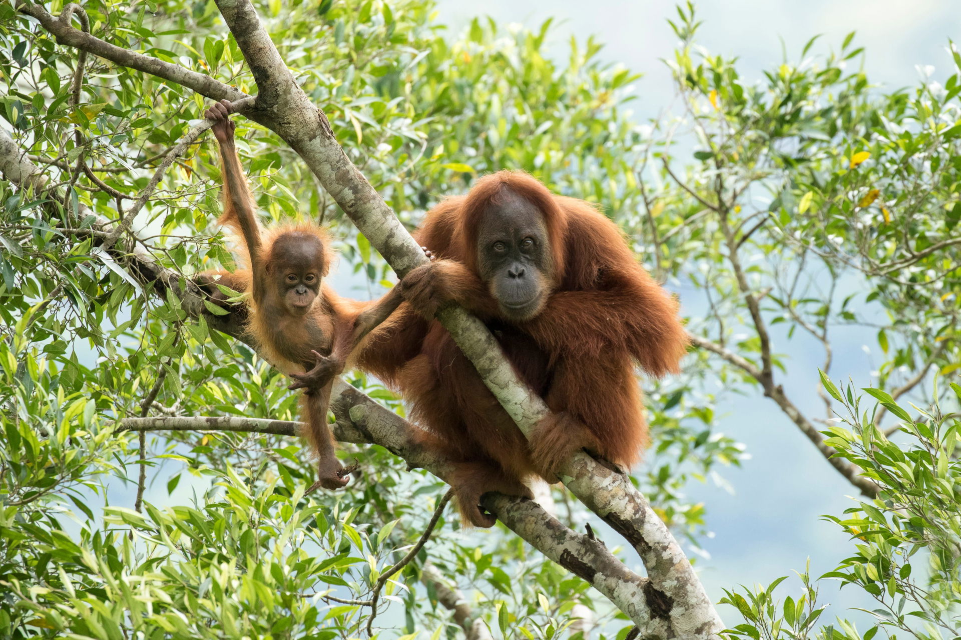 Wilde Orang-Utans auf Sumatra.