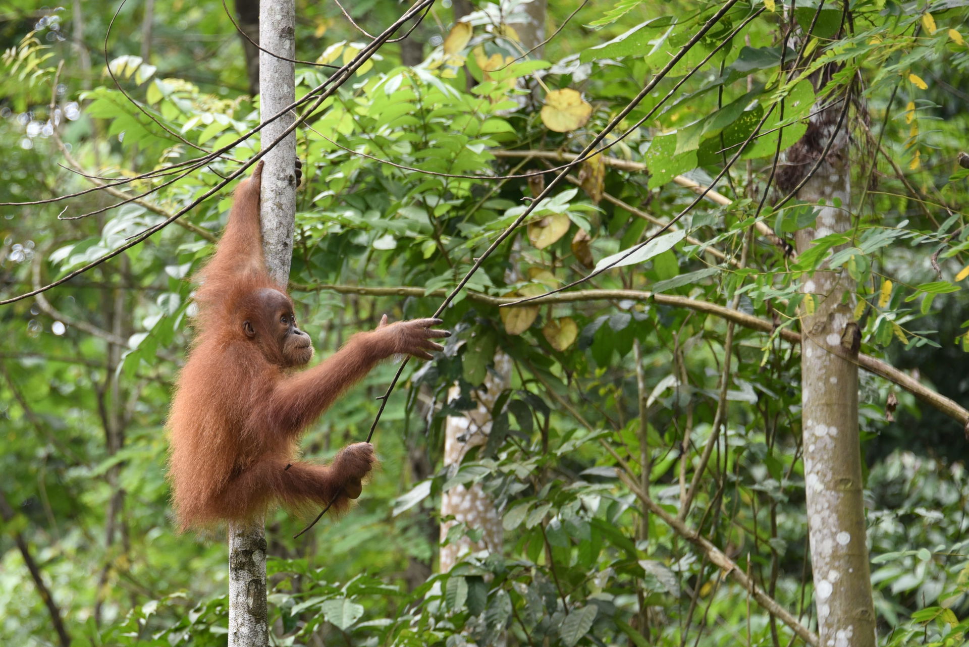 Junger Orang-Utan auf Sumatra.
