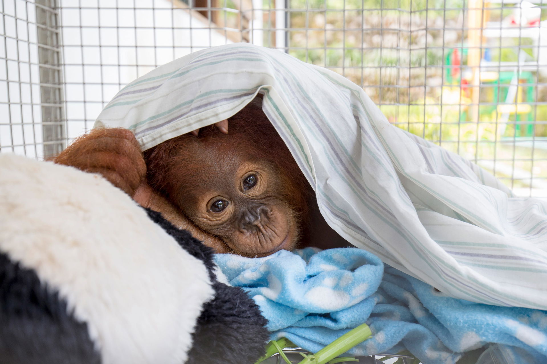 Junger Orang-Utan in der Auffang- und Pflegestation Batu Mbelin auf Sumatra.