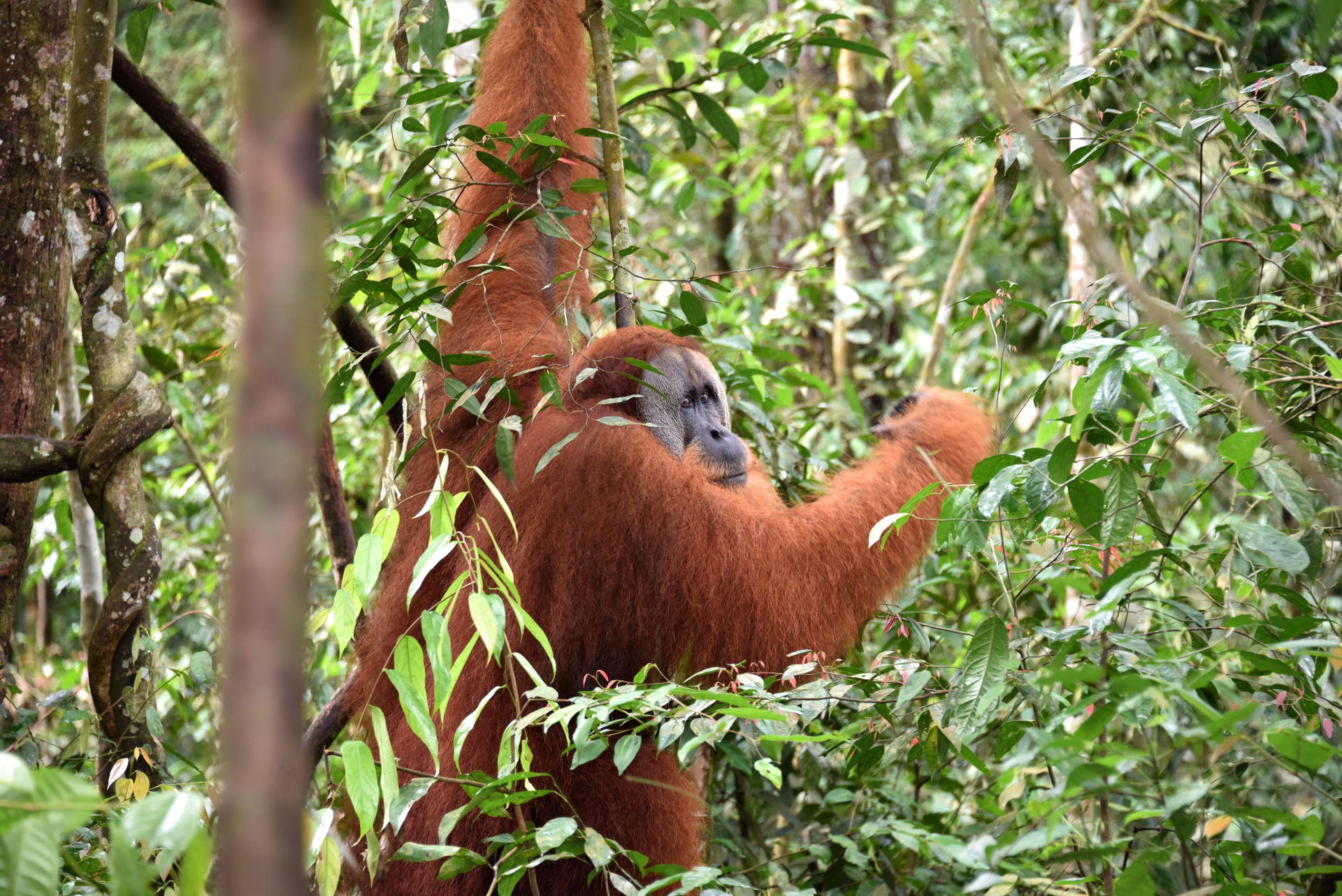 Sumatra-Orang-Utan (Pongo abelii) im Gunung-Leuser-Nationalpark auf Sumatra.