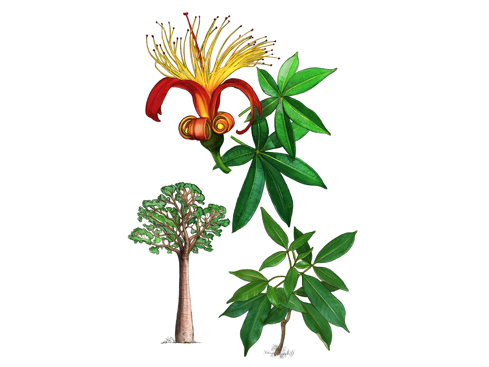 Wissenschaftliche Illustration des Affenbrotbaums.
