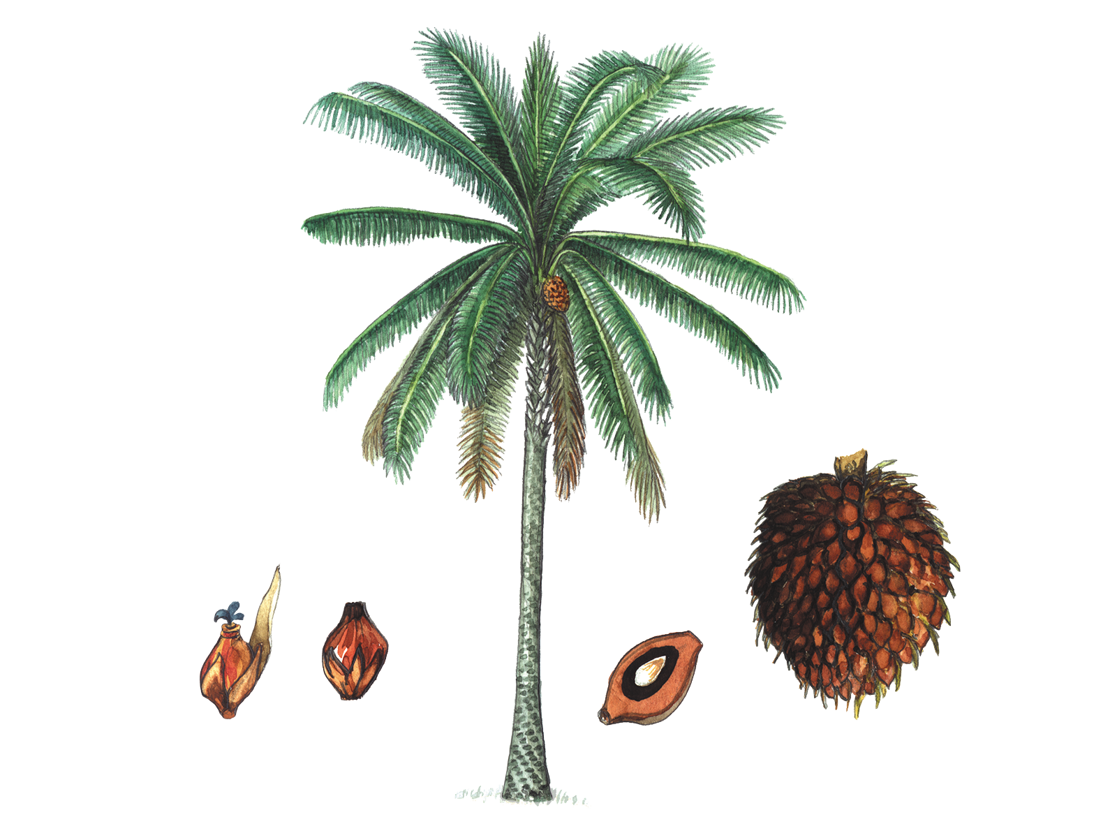 Wissenschaftliche Illustration der Afrikanischen Ölpalme.