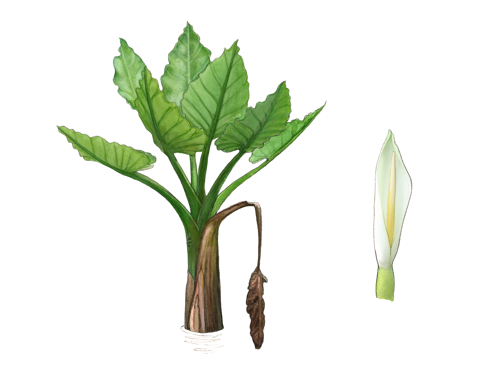 Wissenschaftliche Illustration des Aronstab-Scheinbaums.