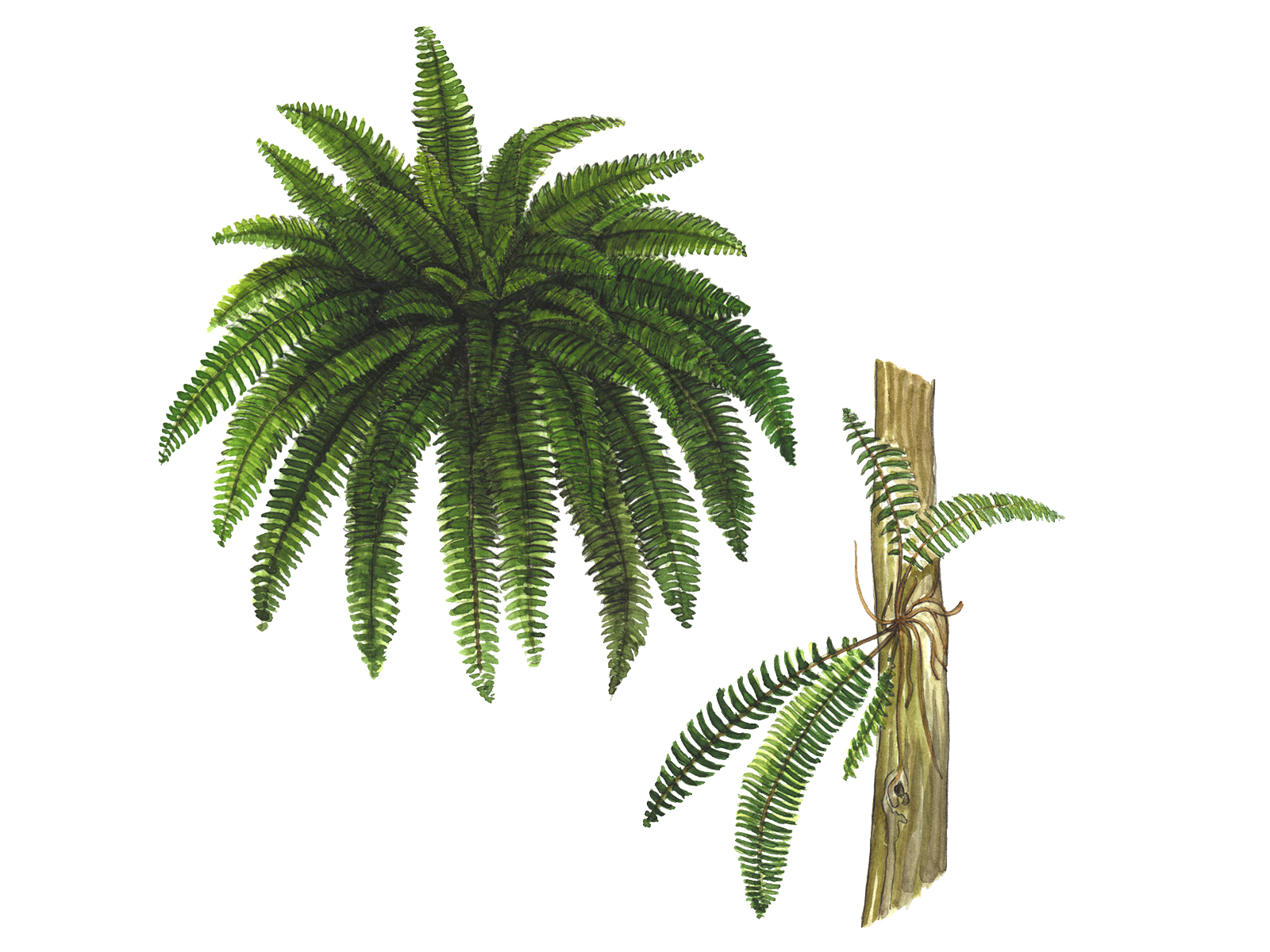 Wissenschaftliche Illustration des Aufrechten Schwertfarns.