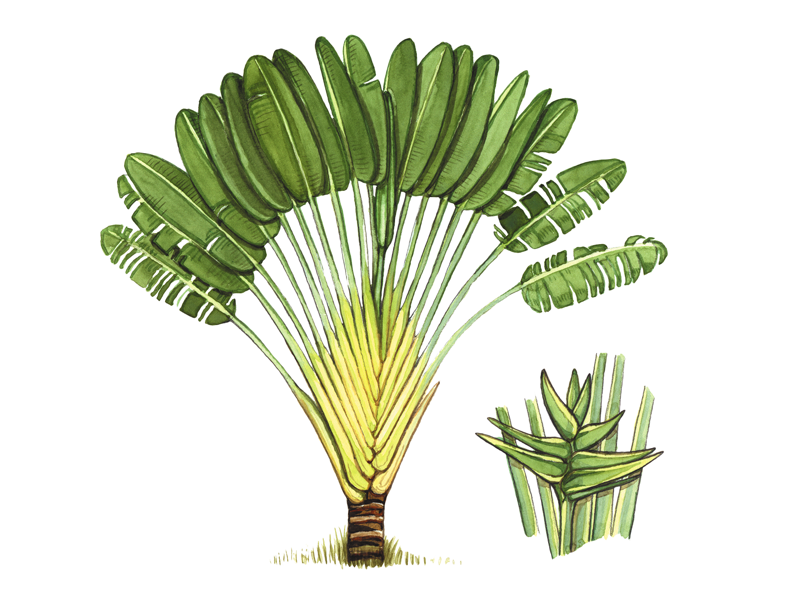 Wissenschaftliche Illustration des Baums der Reisenden.
