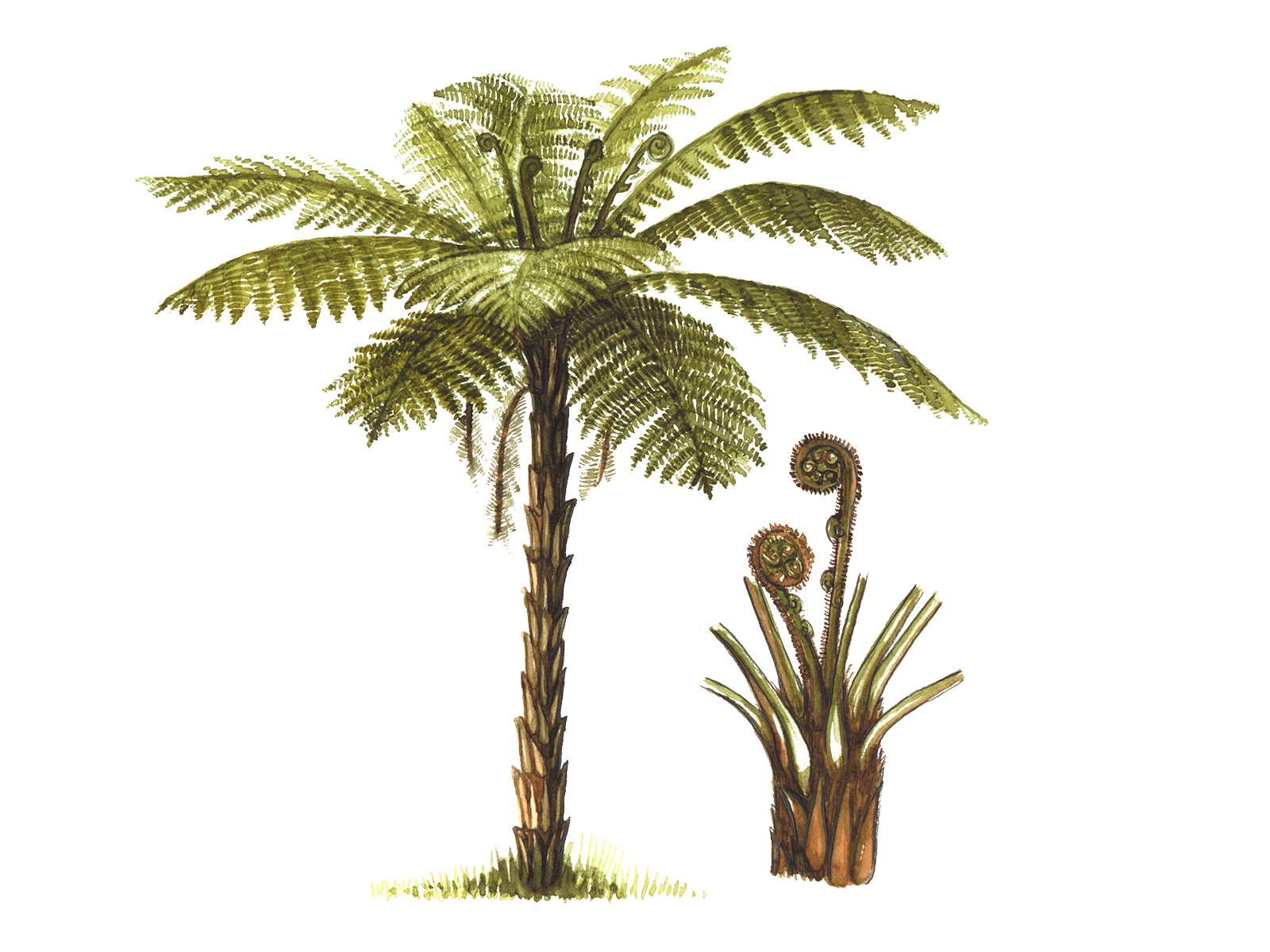 Wissenschaftliche Illustration des Baumfarns.
