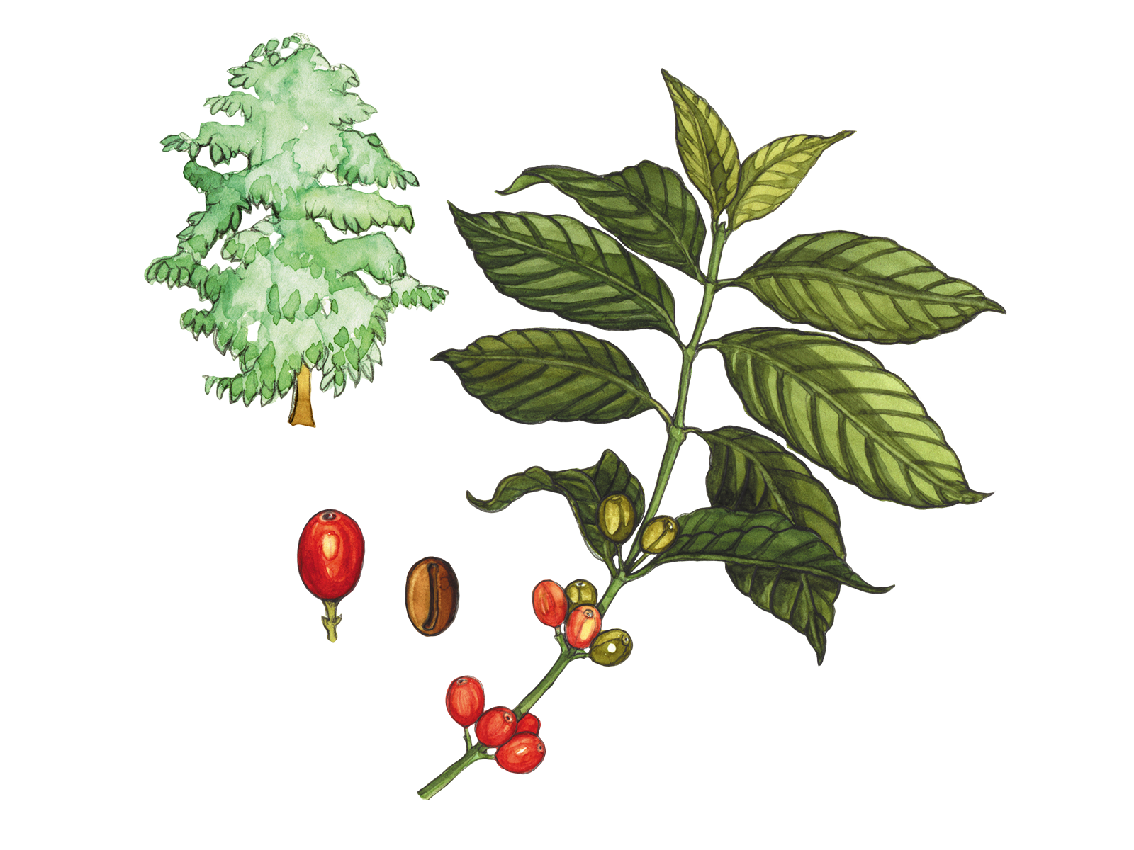 Wissenschaftliche Illustration des Bergkaffees.