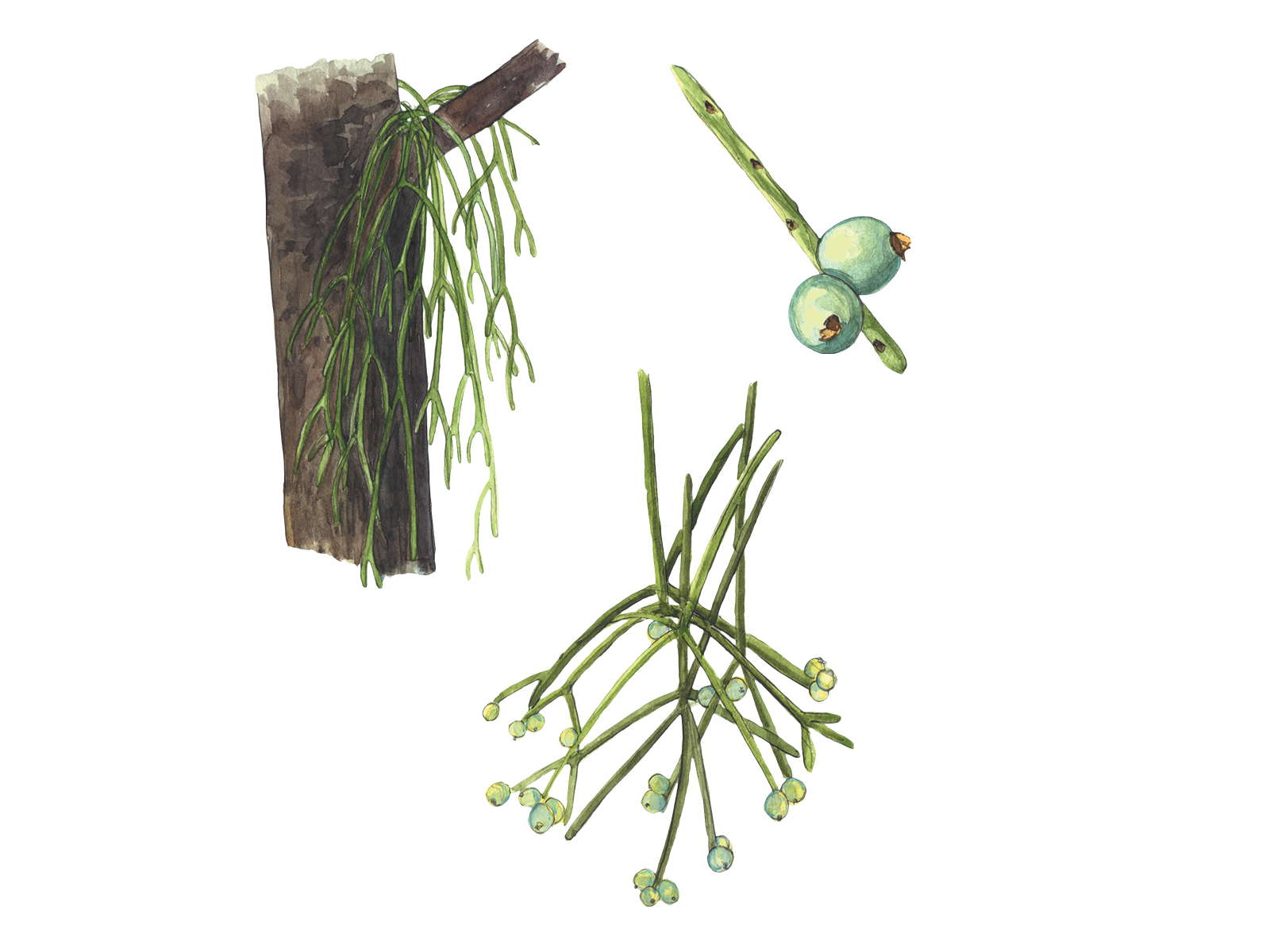 Wissenschaftliche Illustration des Binsenkaktus.