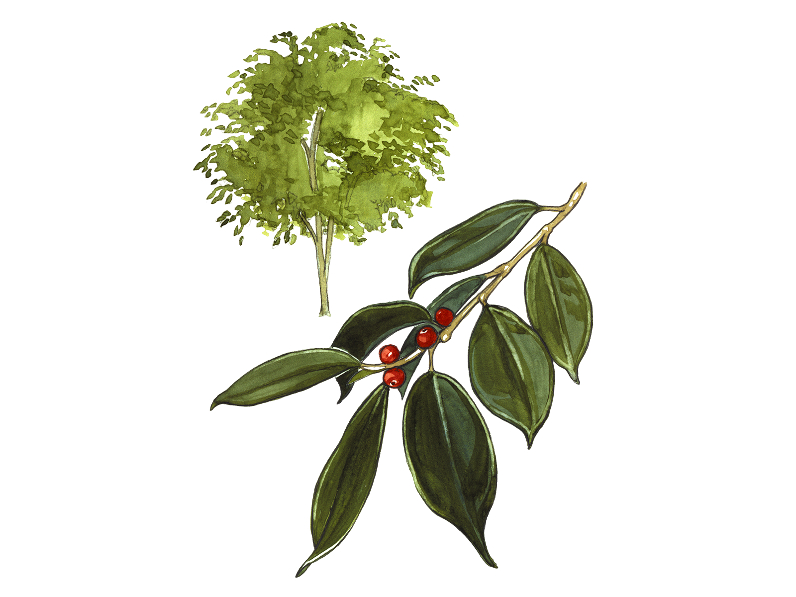 Wissenschaftliche Illustration der Birkenfeige.