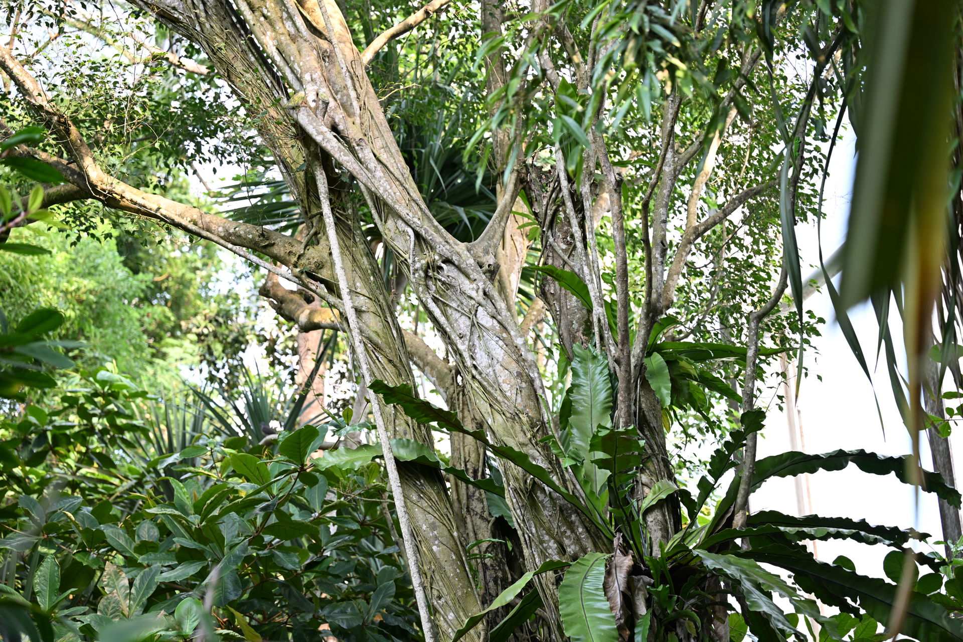 Birkenfeige im Masoala Regenwald des Zoo Zürich