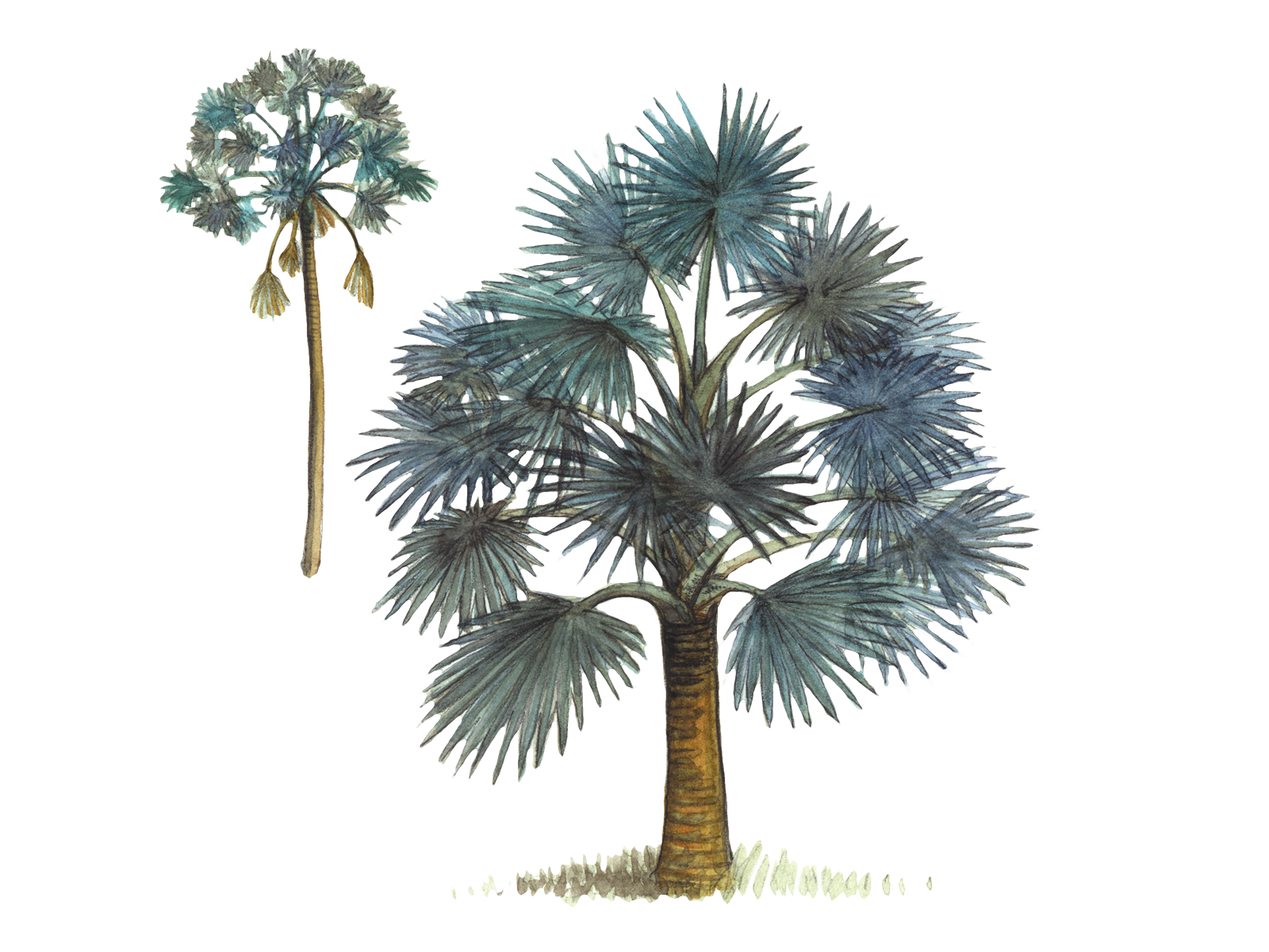 Wissenschaftliche Illustration der Bismarckpalme.