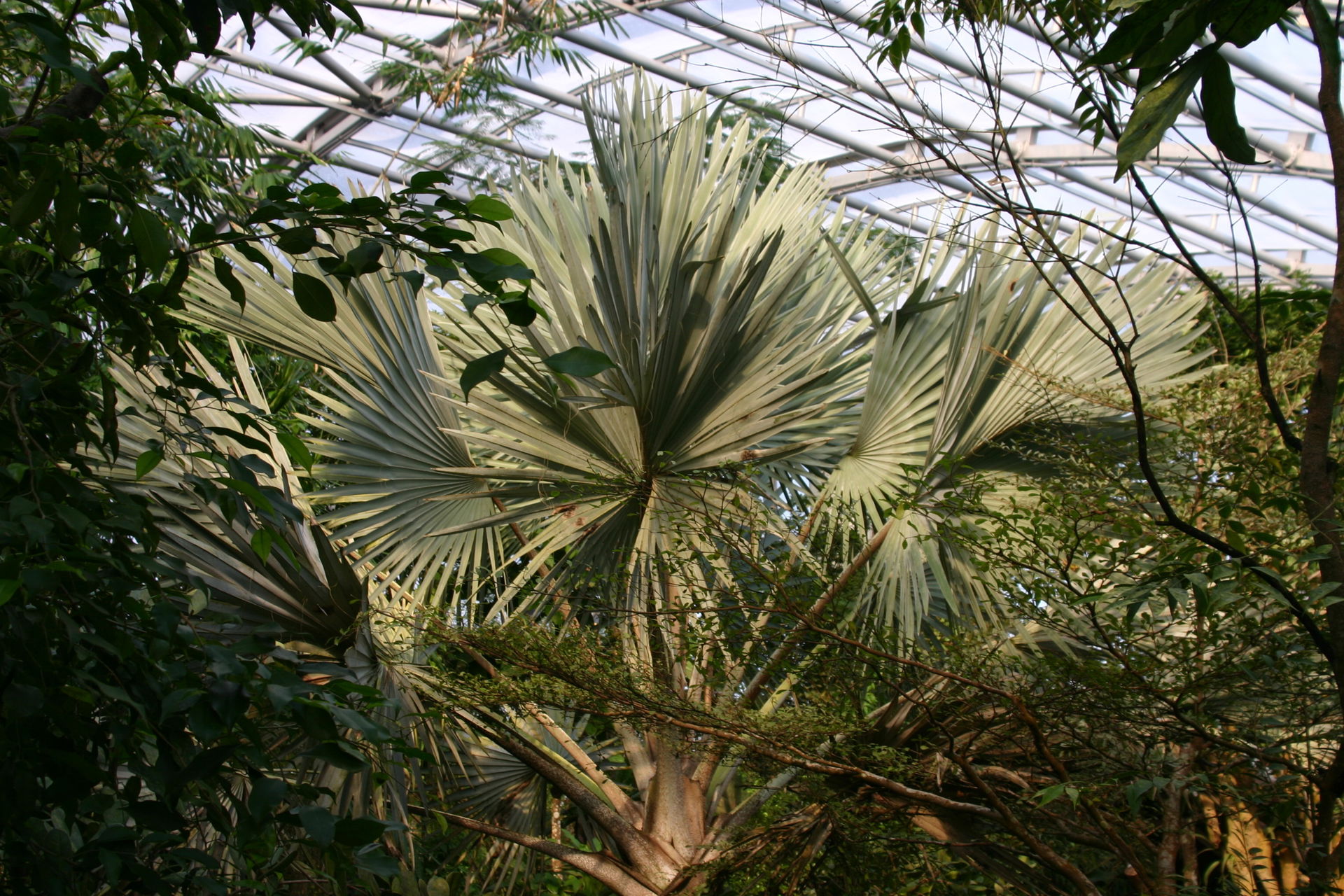 Bismarck-Palme im Masoala Regenwald des Zoo Zürich
