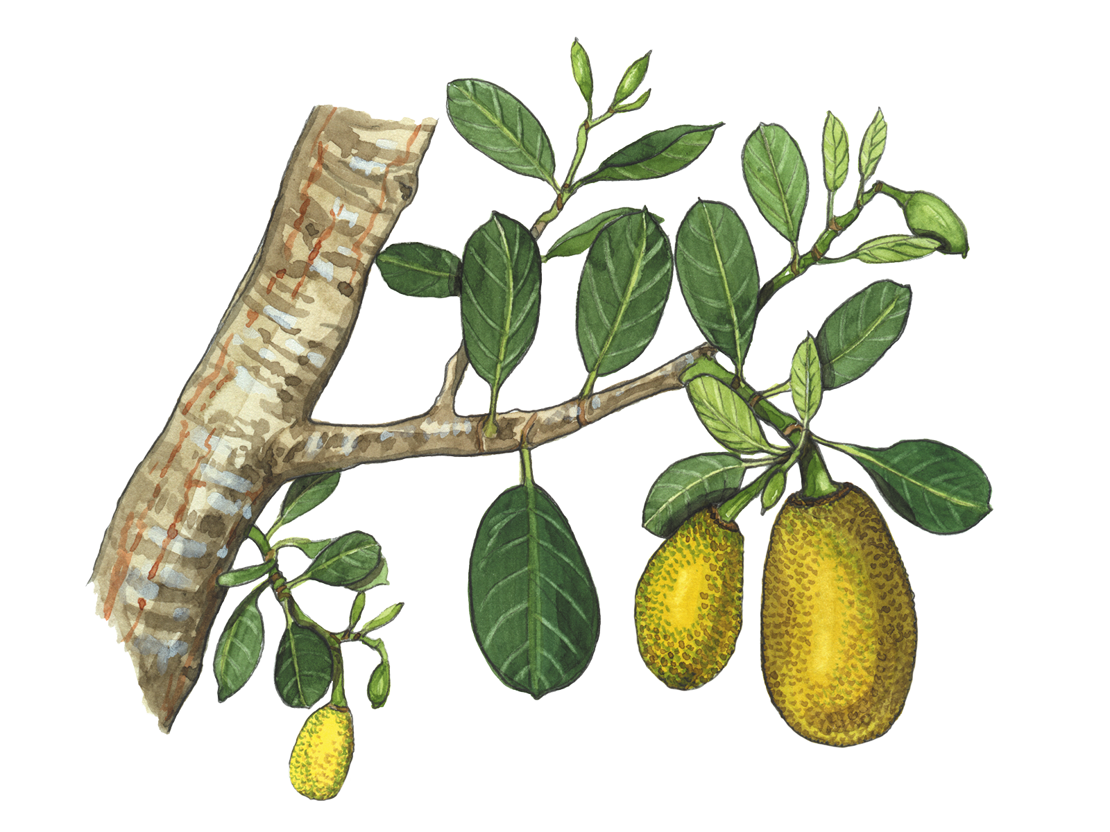 Wissenschaftliche Illustration des Brotfruchtbaums.