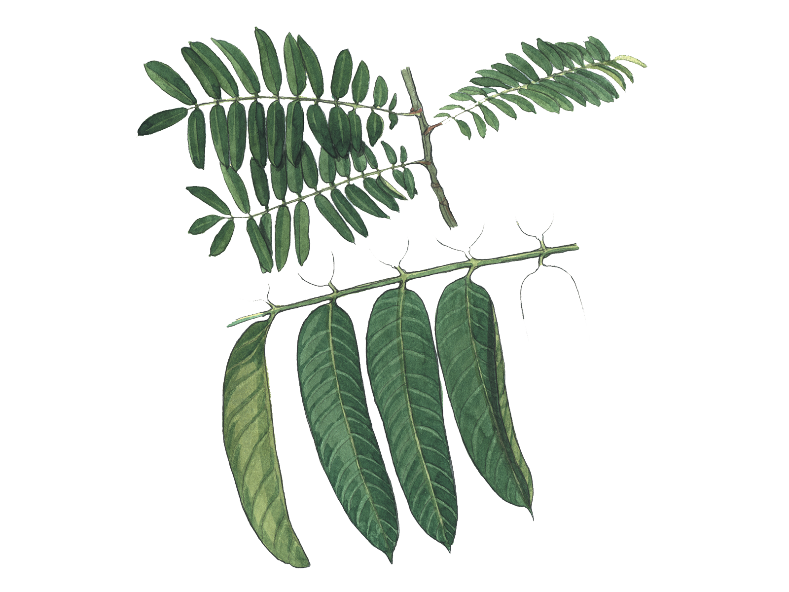 Wissenschaftliche Illustration des Canariumbaums.