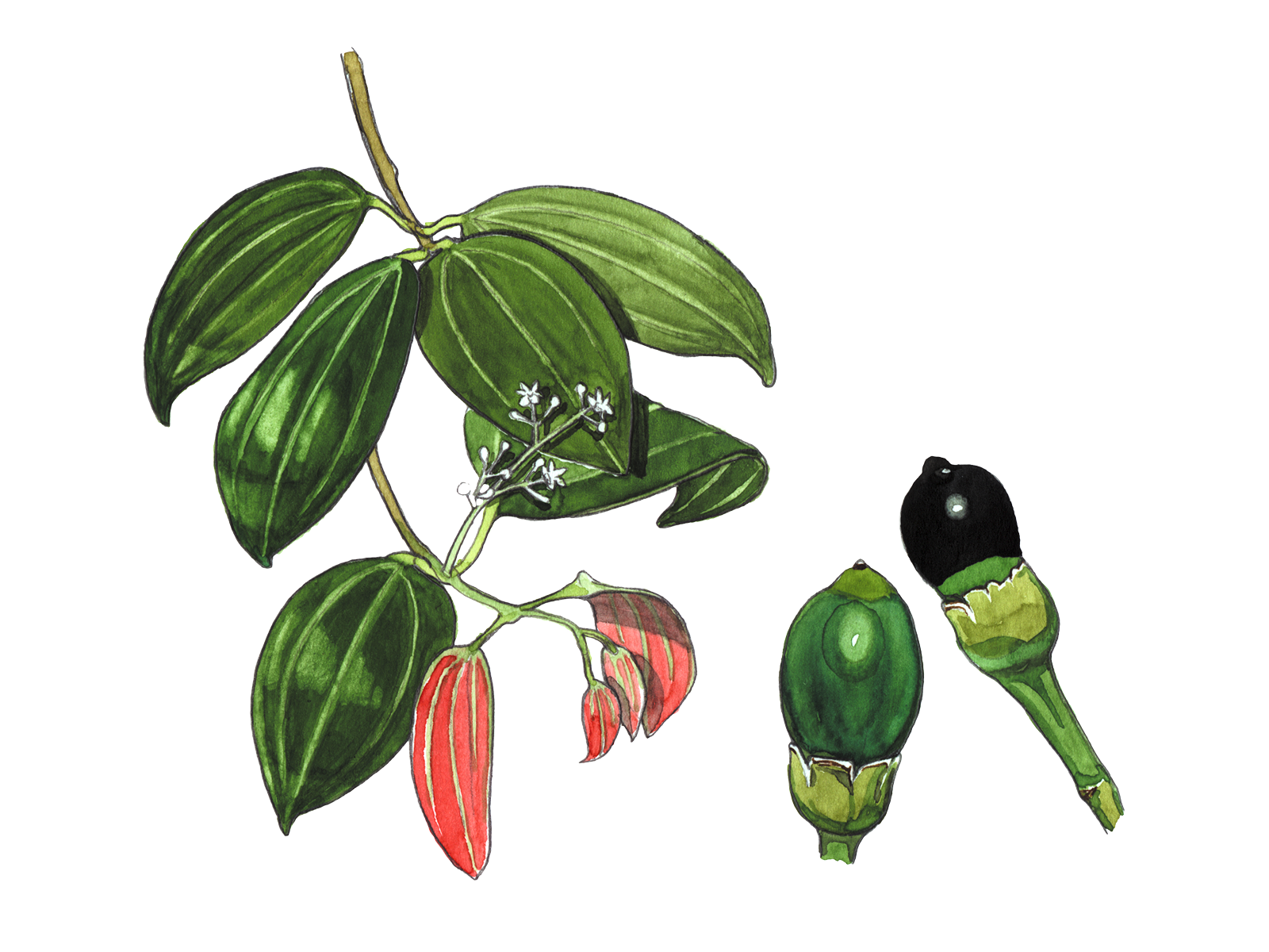 Wissenschaftliche Illustration des Ceylon-Zimts.