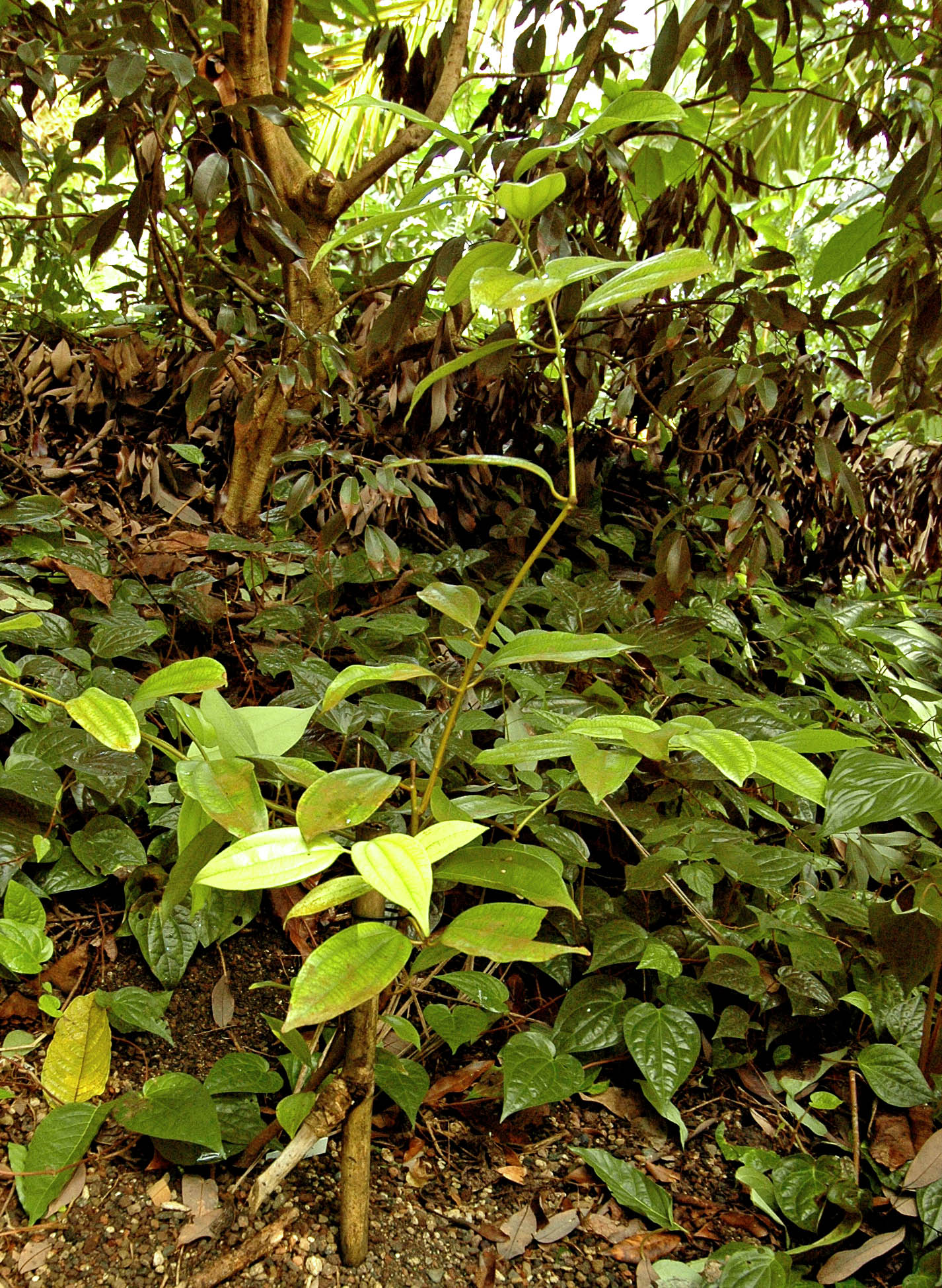 Ceylon-Zimt (Cinnamomum verum) im Masoala Regenwald des Zoo Zürich