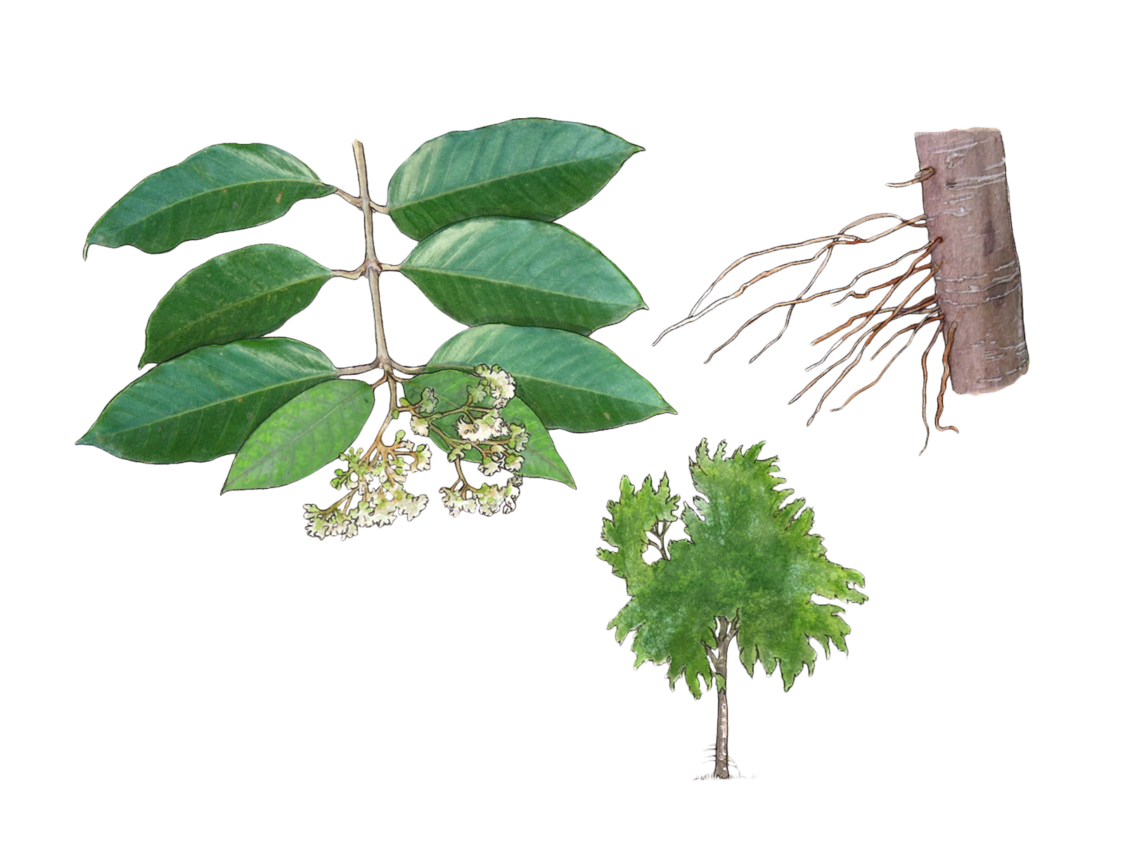 Wissenschaftliche Illustration des Drachenblutbaums.