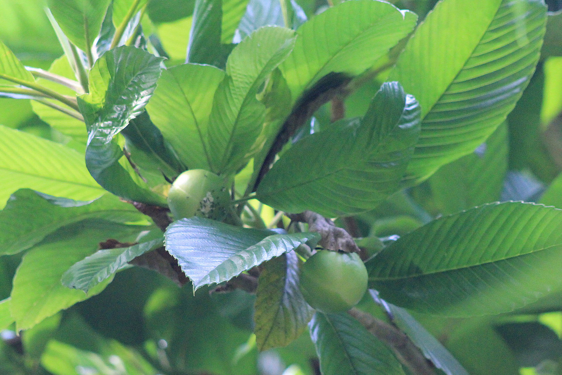 Elefantenapfel im Masoala Regenwald des Zoo Zürich