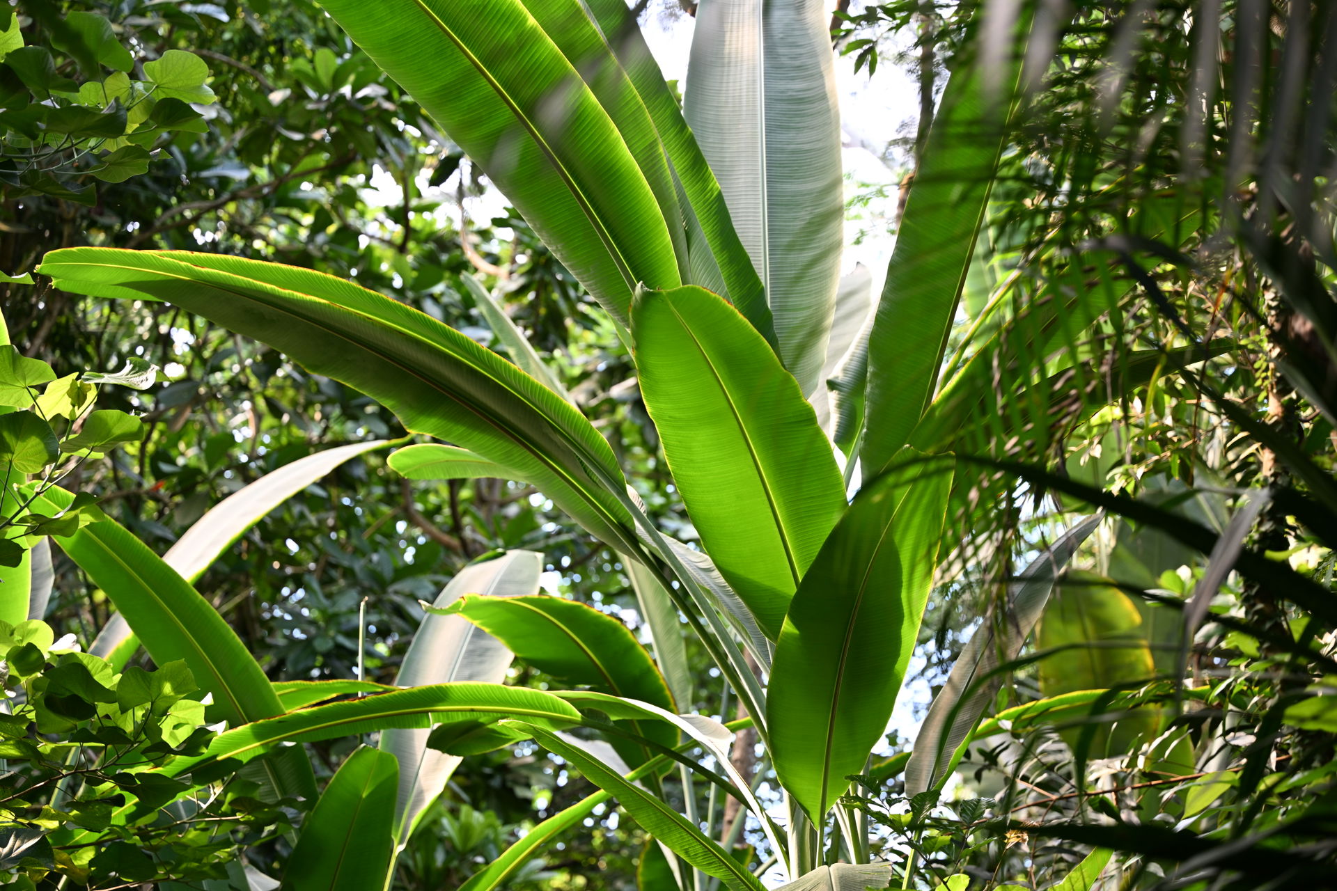 Faserbanane im Masoala Regenwald des Zoo Zürich