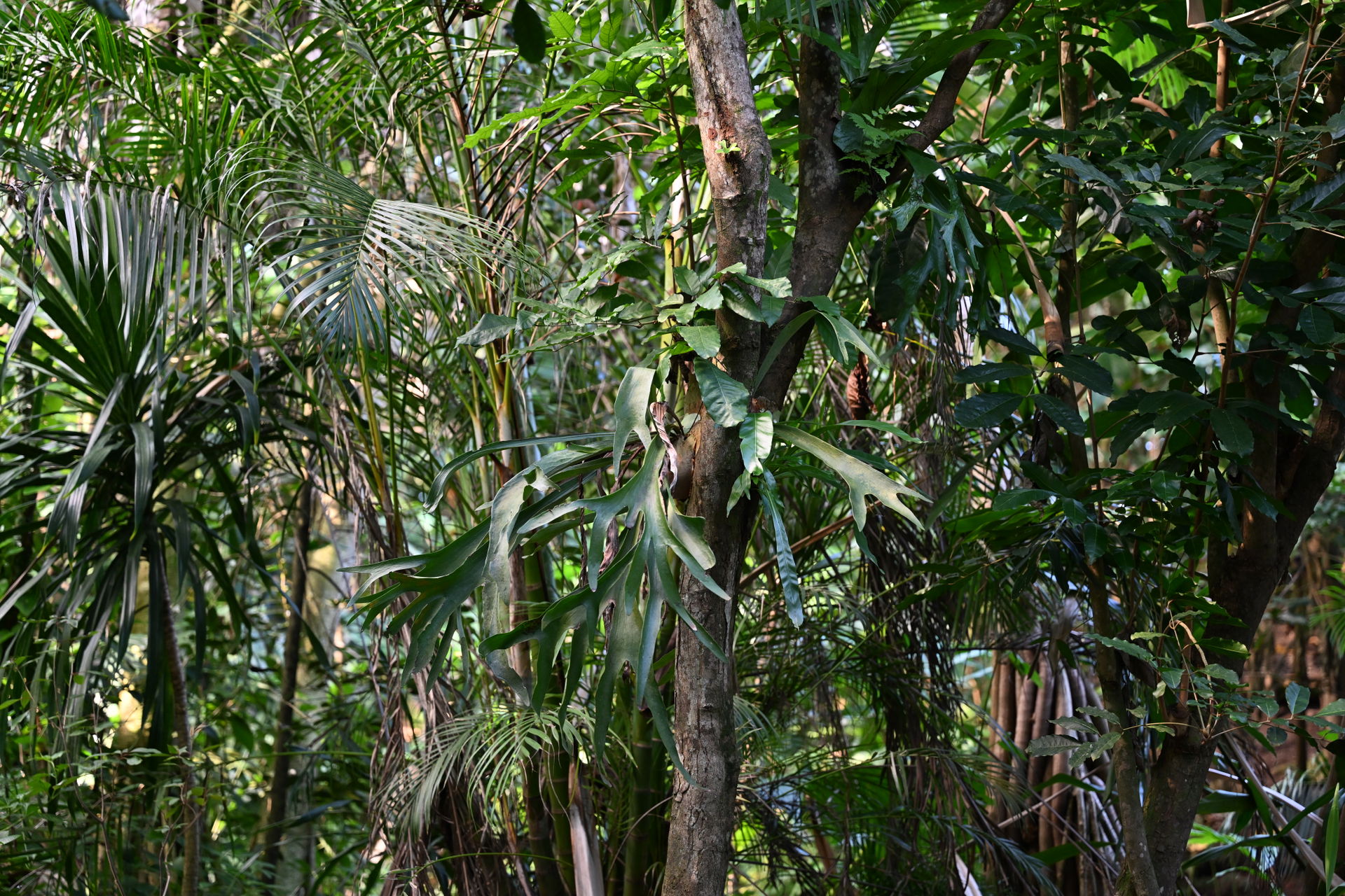 Geweihfarn im Masoala Regenwald des Zoo Zürich