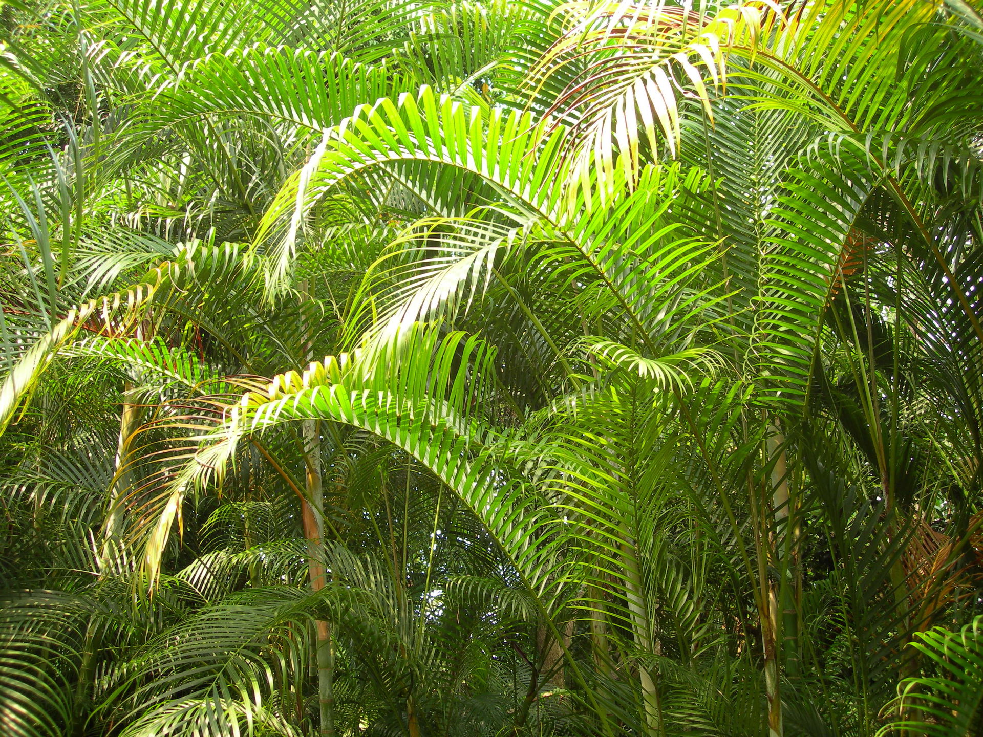 Goldfruchtpalme (Dypsis lutescens) im Masoala Regenwald des Zoo Zürich