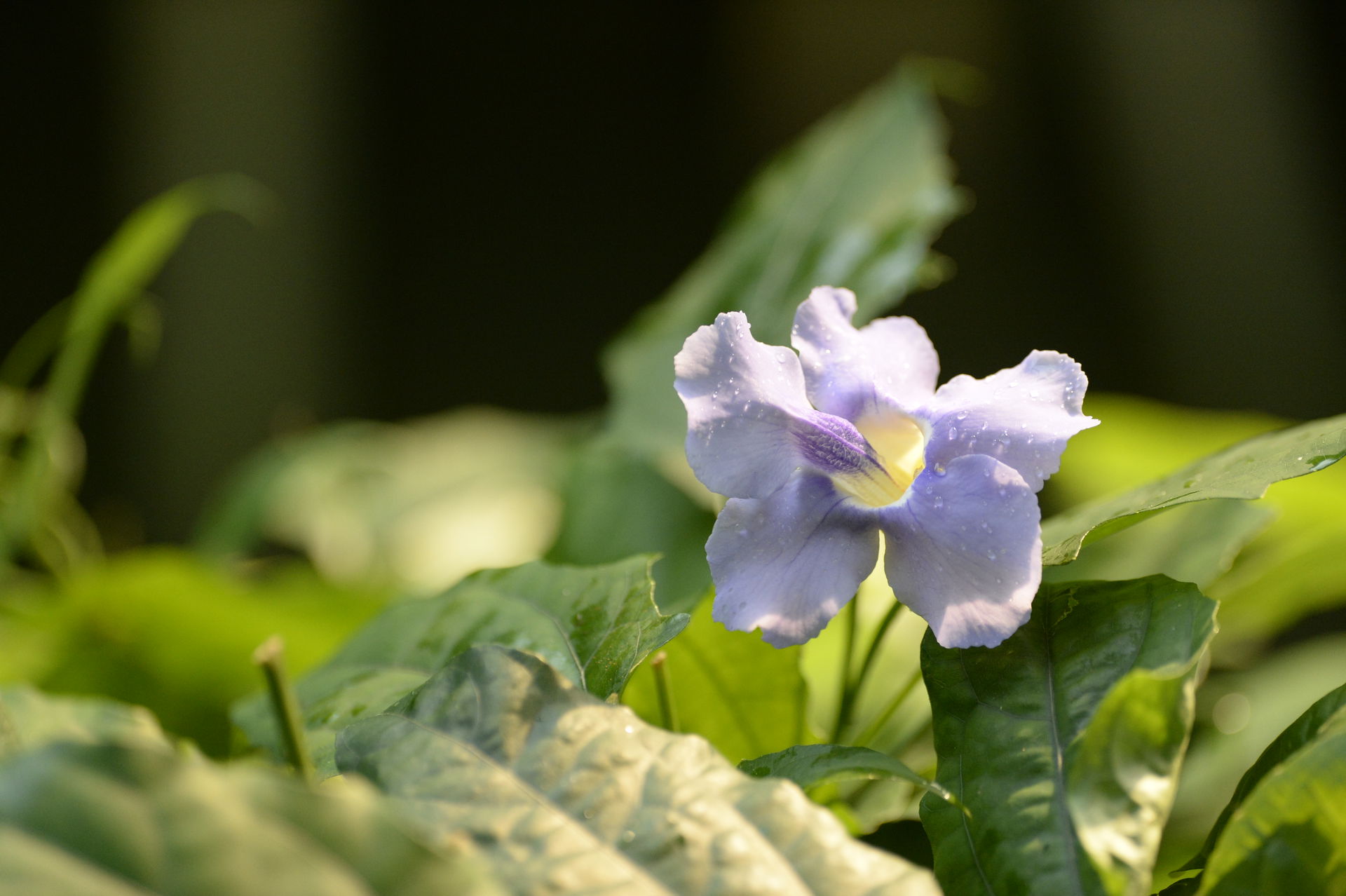 Grossblütige Thunbergie (Thunbergia grandiflora) im Masoala Regenwald des Zoo Zürich