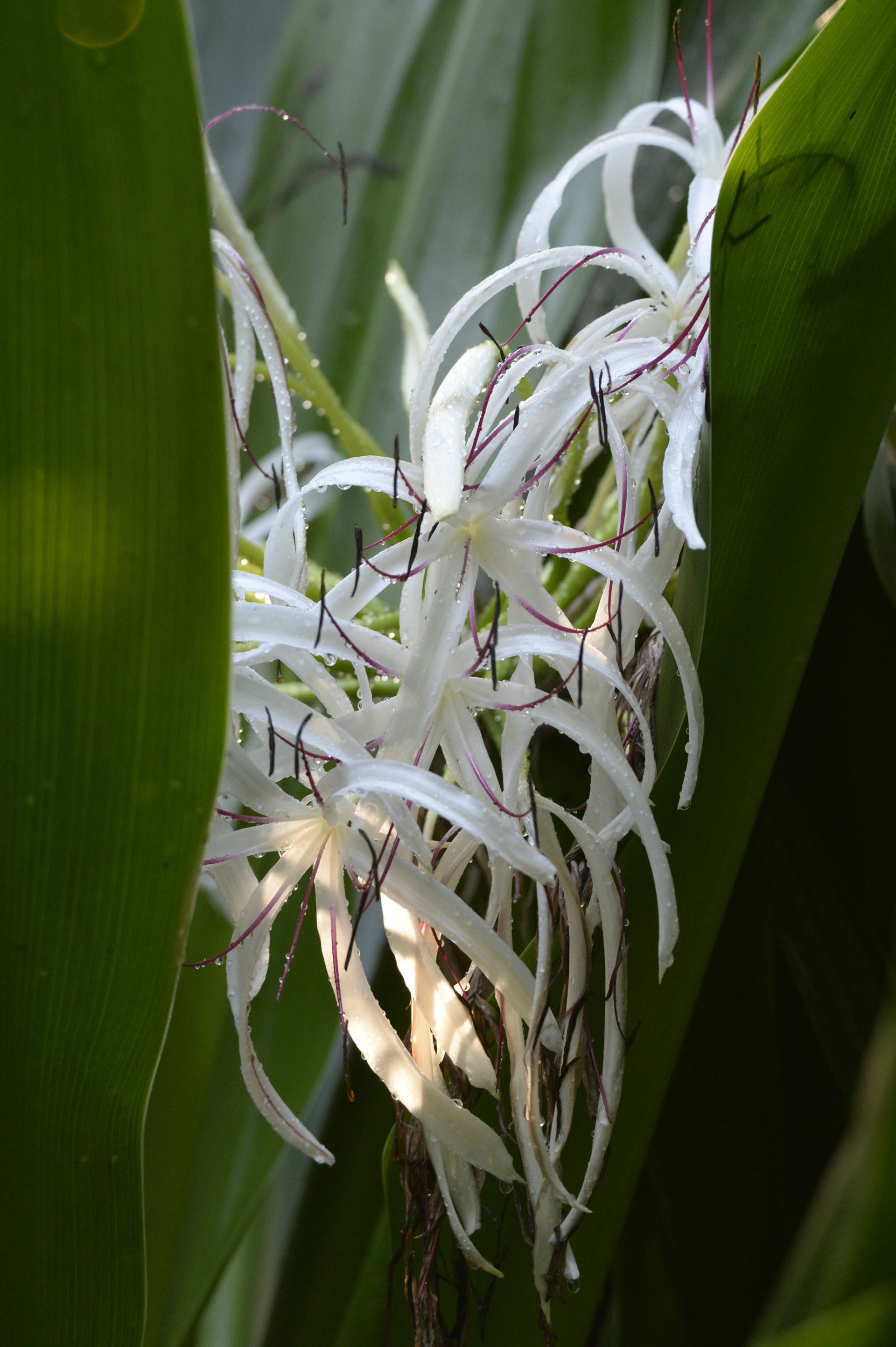 Hakenlilie (Crinum asiaticum) im Masoala Regenwald des Zoo Zürich