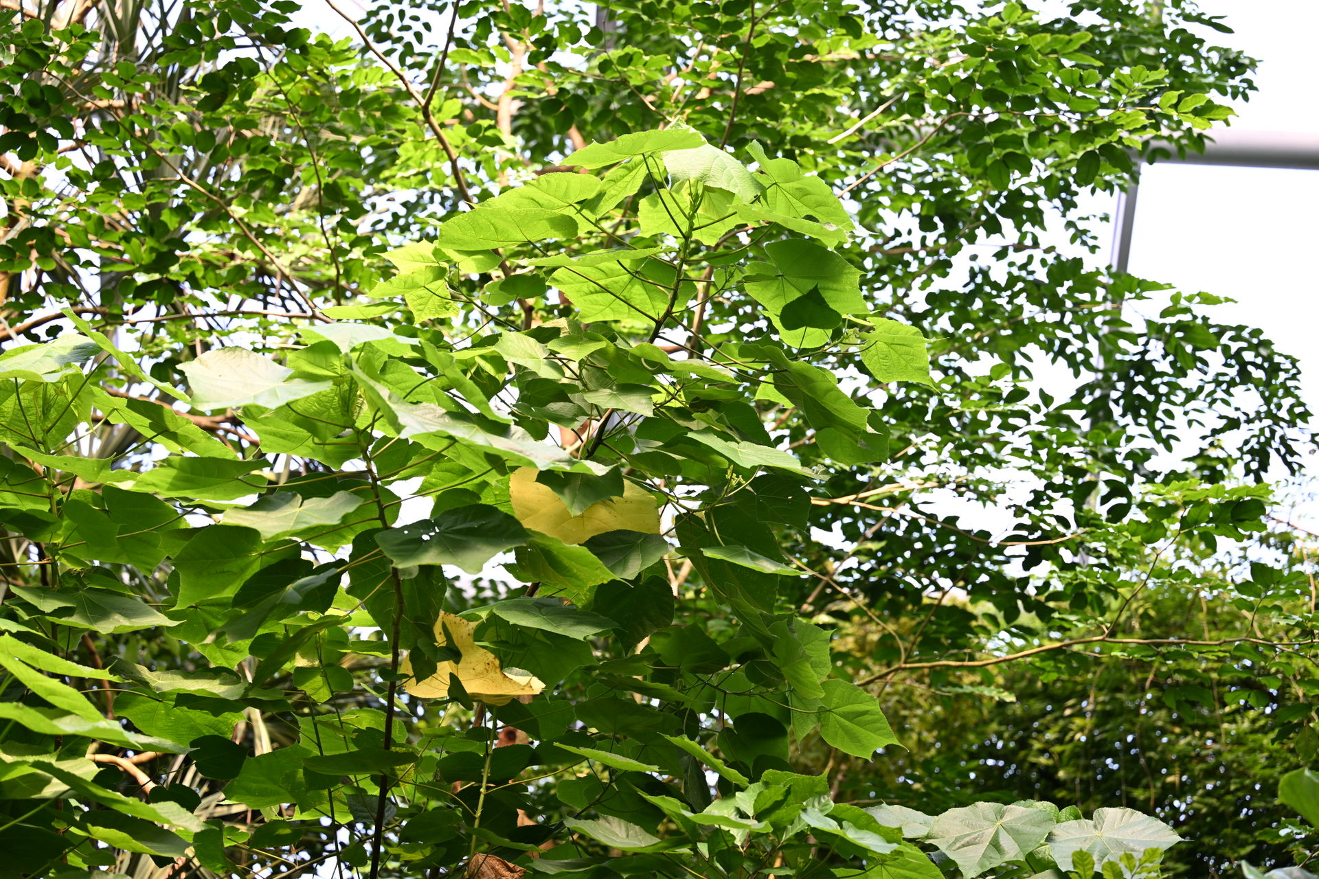 Hortensoienbaum im Masoala Regenwald des Zoo Zürich