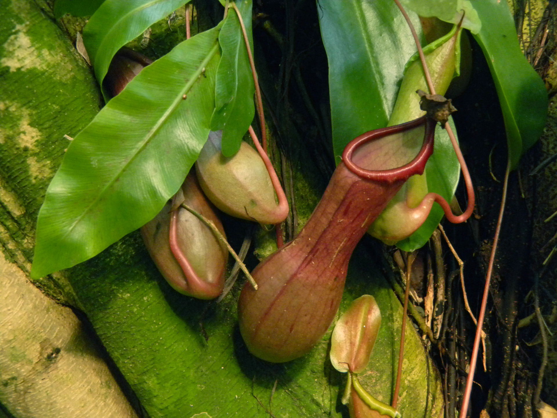 Kannenpflanze (Nepenthes alata) im Masoala Regenwald des Zoo Zürich