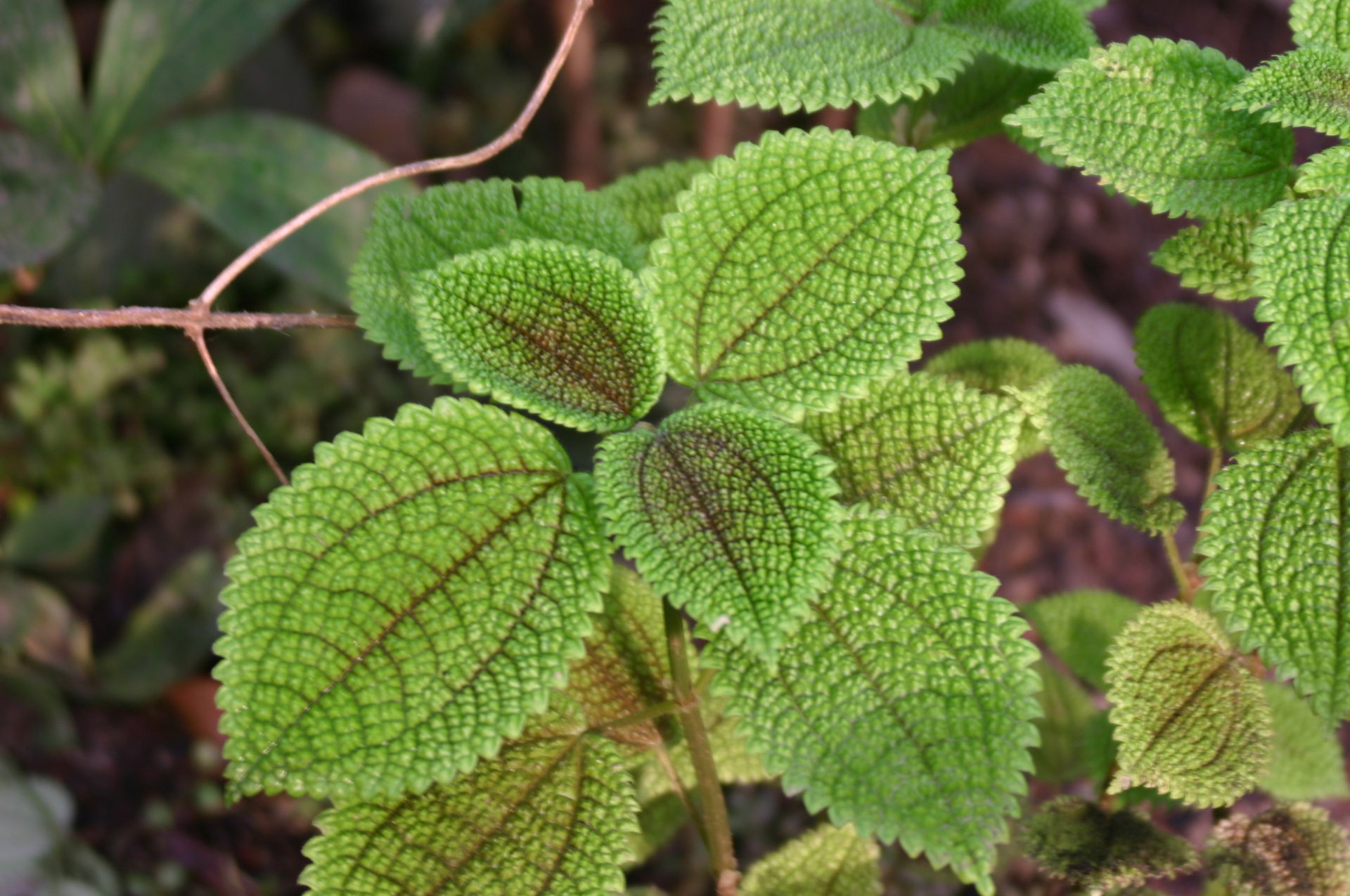 Kanonierblume (Pilea crassifolia / Pilea microphylla) im Masoala Regenwald des Zoo Zürch