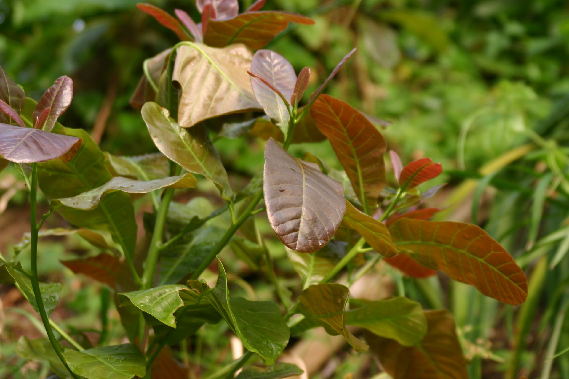 Kaschu- oder Cashewbaum (Anacardium occidentale) im Masoala Regenwald des Zoo Zürich