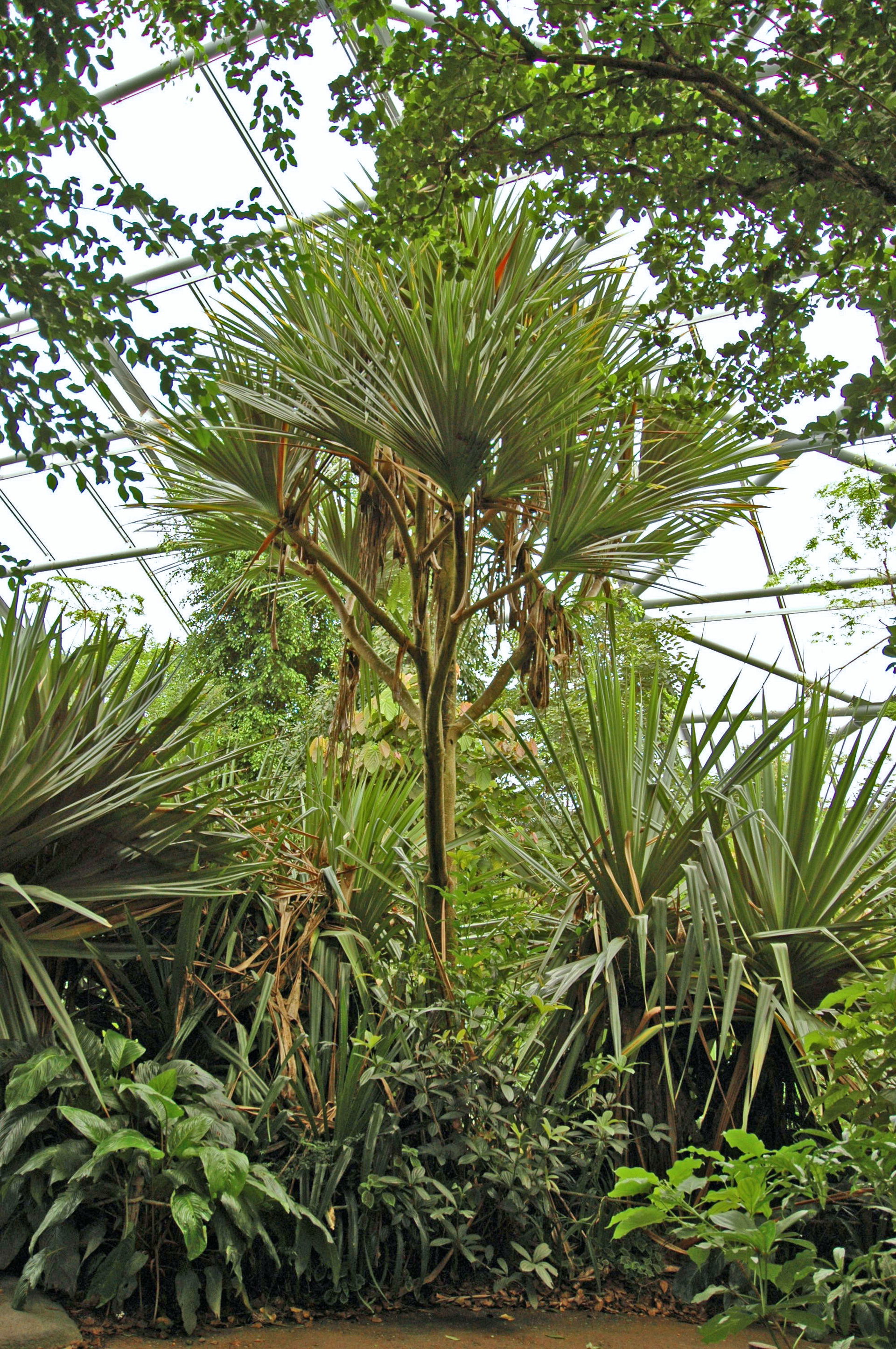 Madagaskar-Schraubenbaum (Pandanus utilis) im Masoala Regenwald des Zoo Zürich